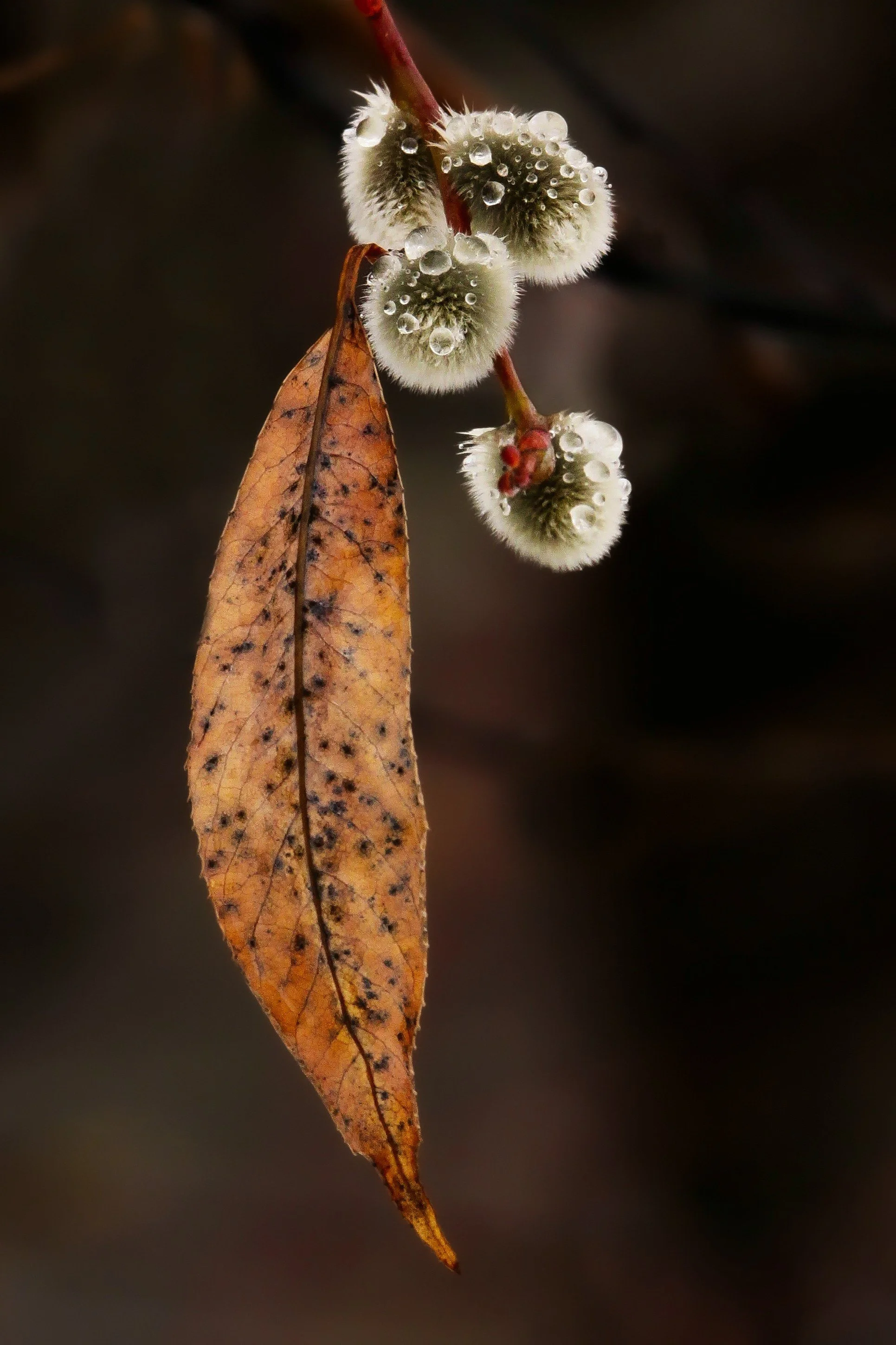 Pussy willow(2)-2.jpg