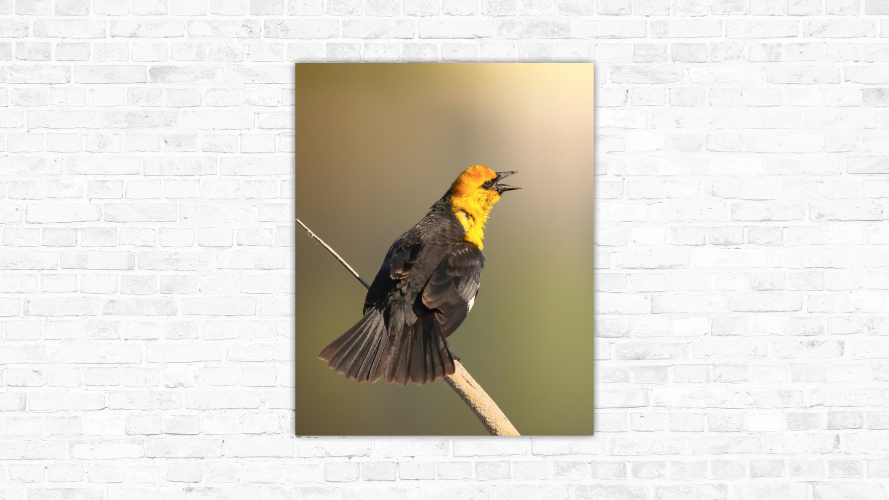 Song of the Golden Light (Yellow-headed Blackbird)