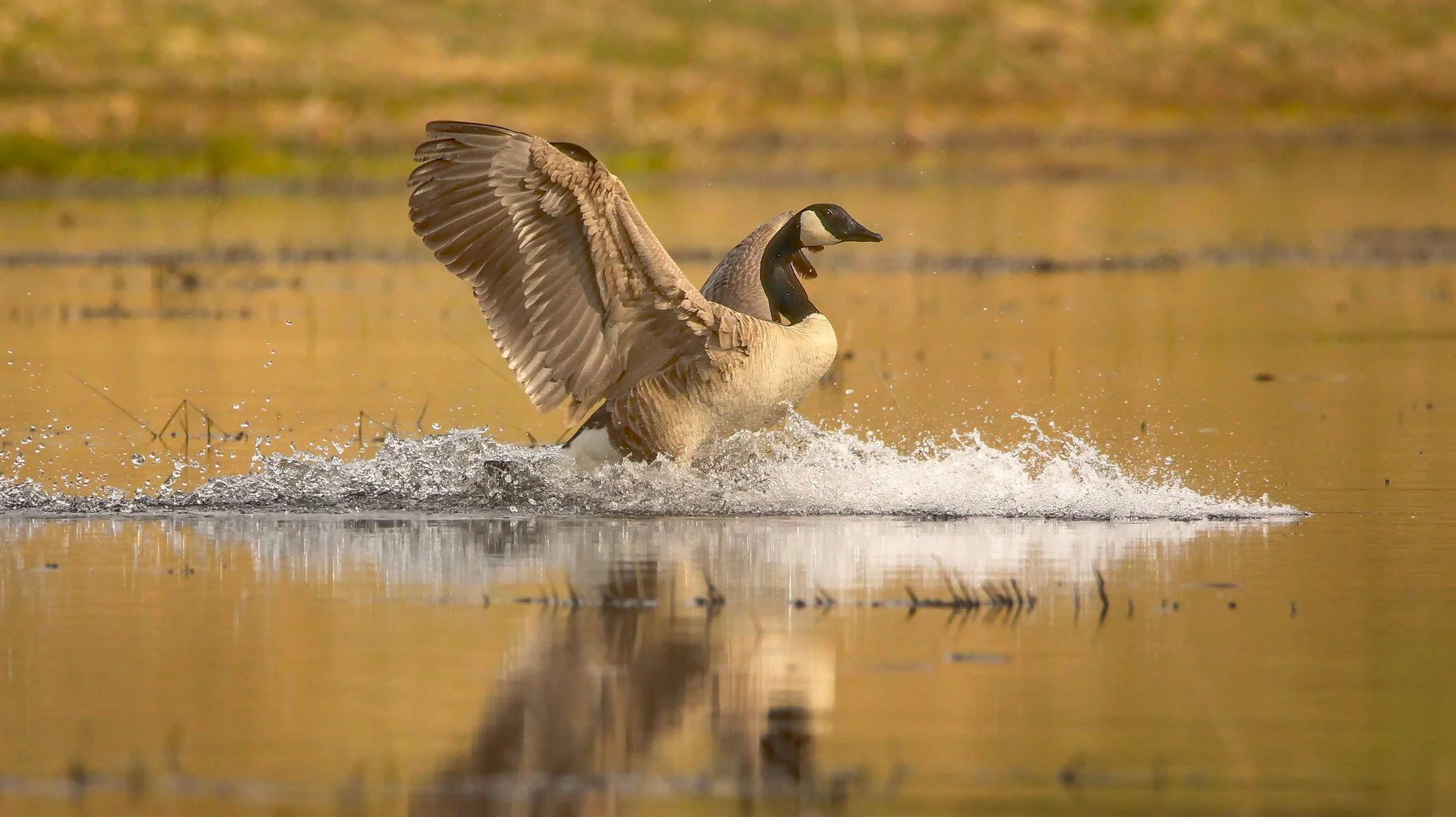 IMG_2417-1 (2)-3.jpg