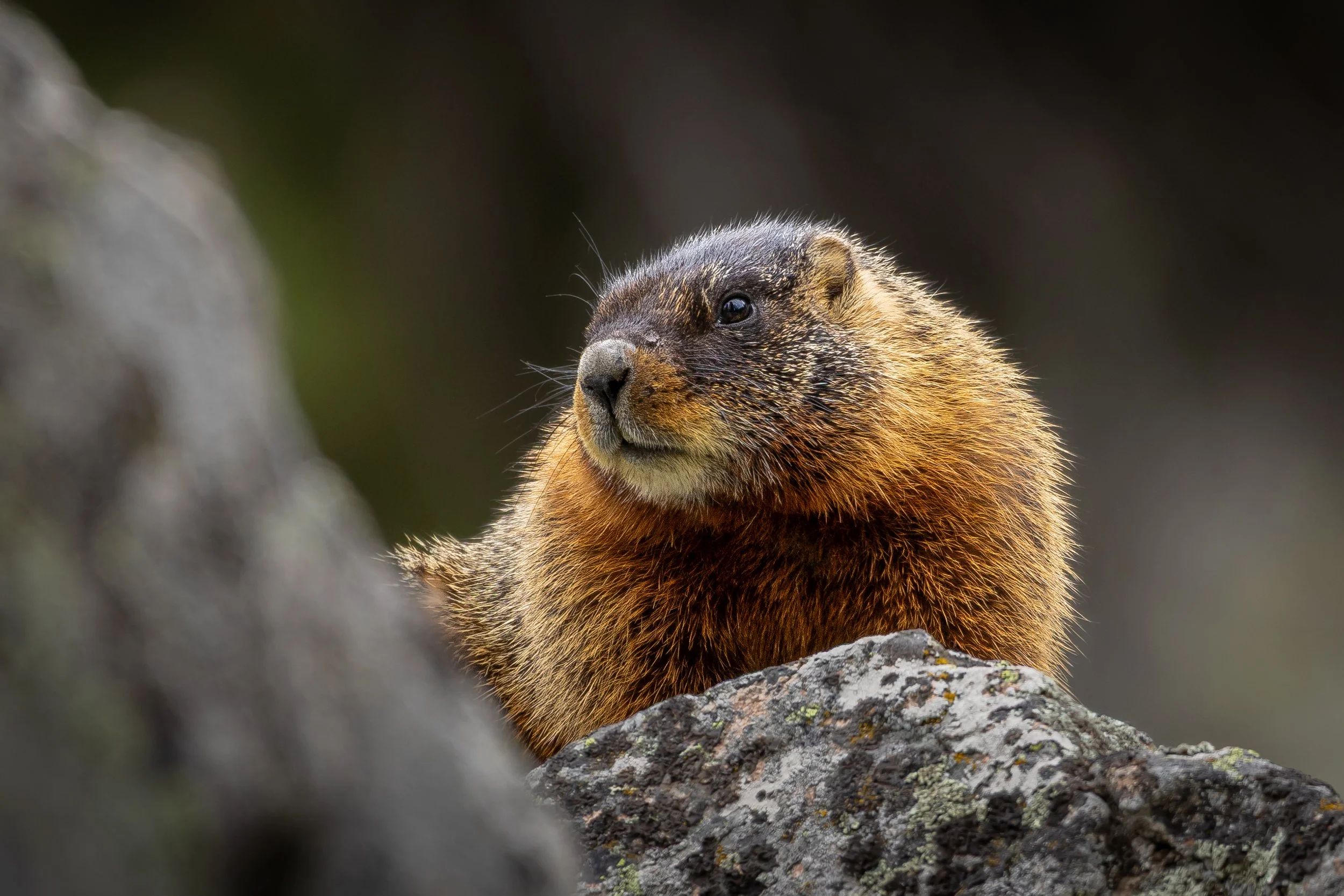 Marmot stare