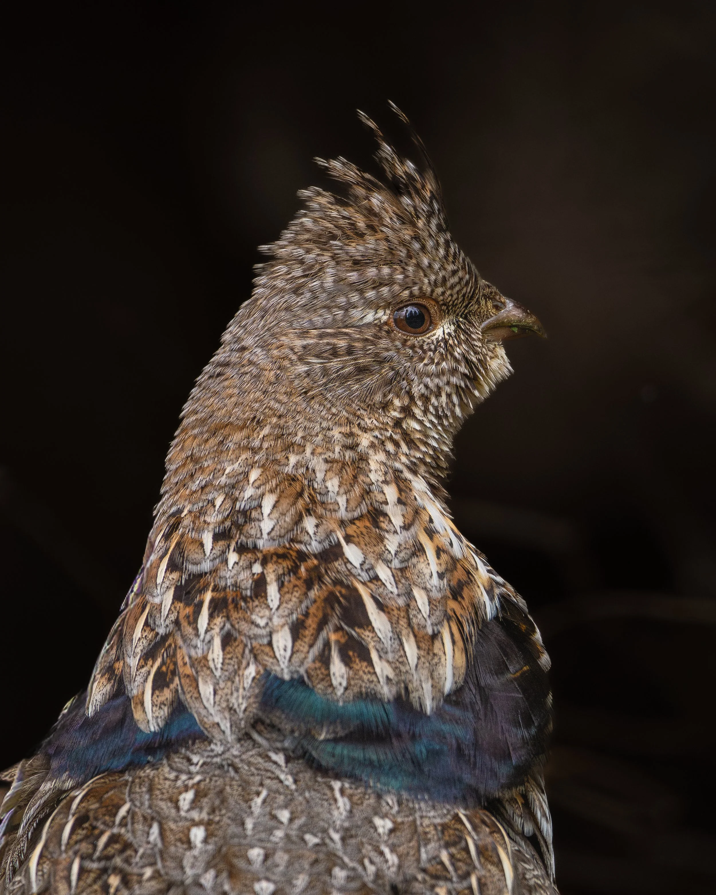 Ruffed Grouse Portrait
