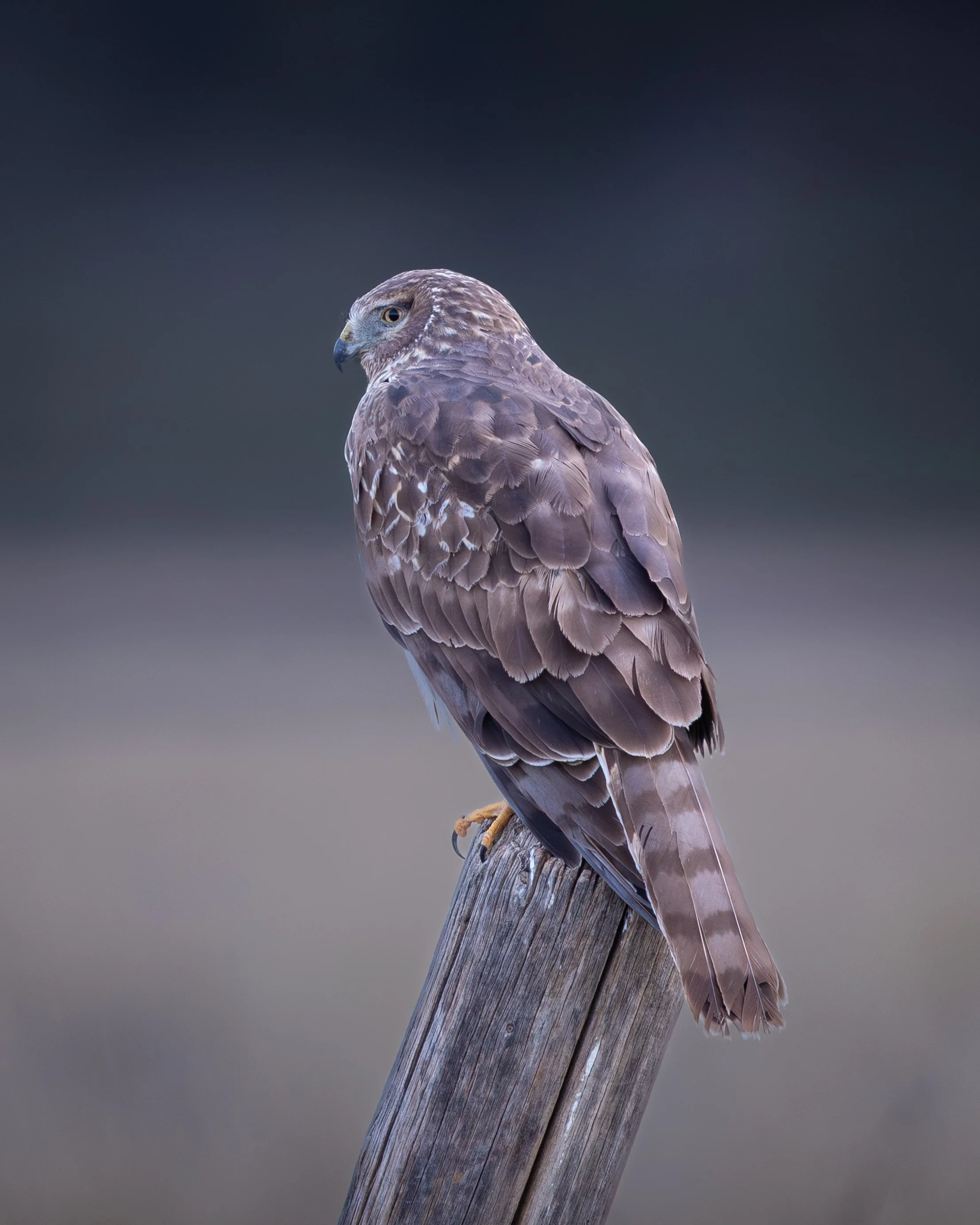 Northern Harrier Hunting