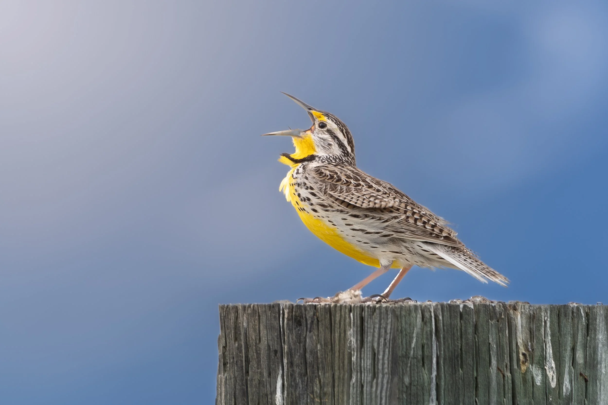 Meadowlark Singing