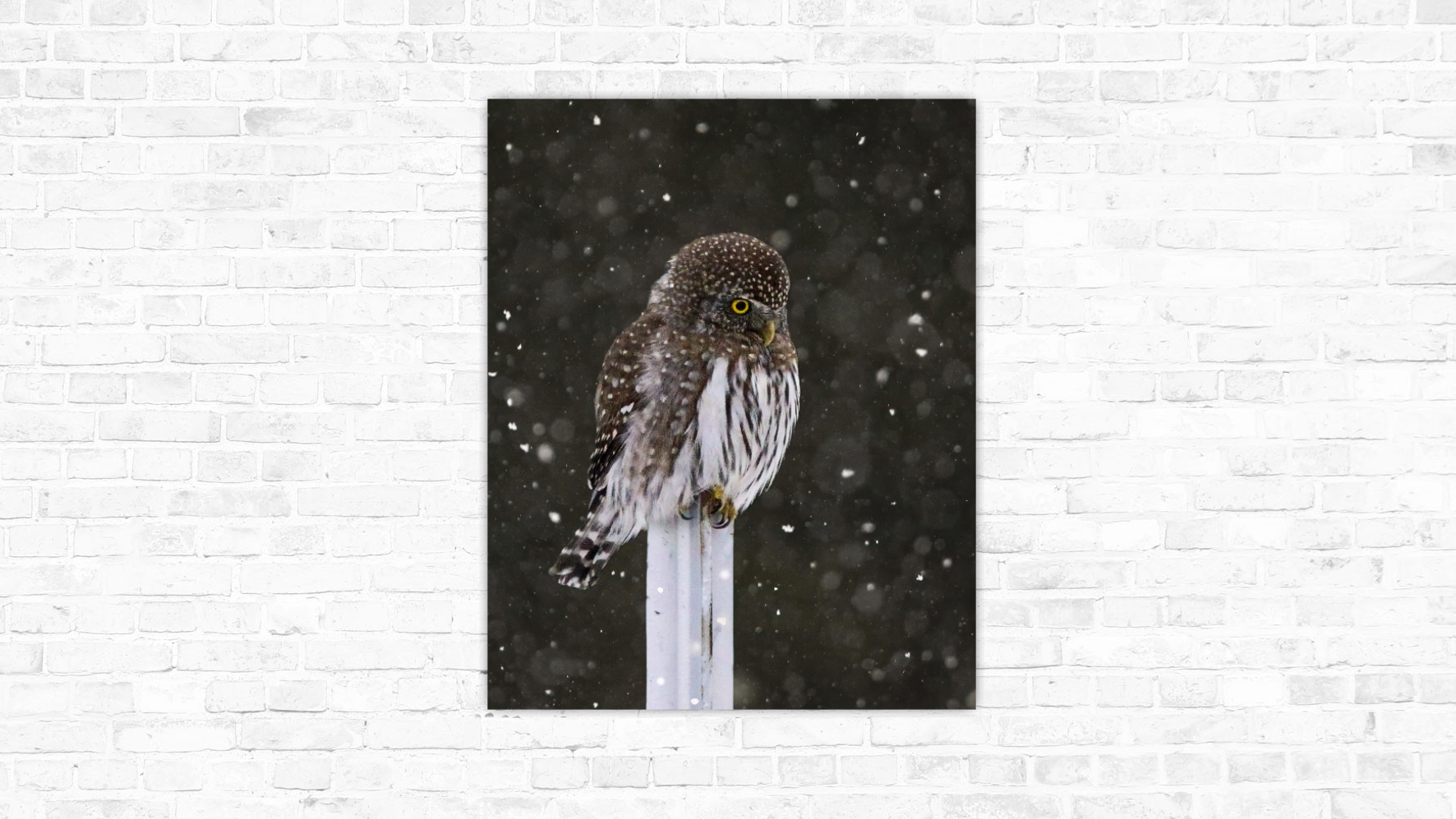 Snowy Hunt (Northern Pygmy Owl)