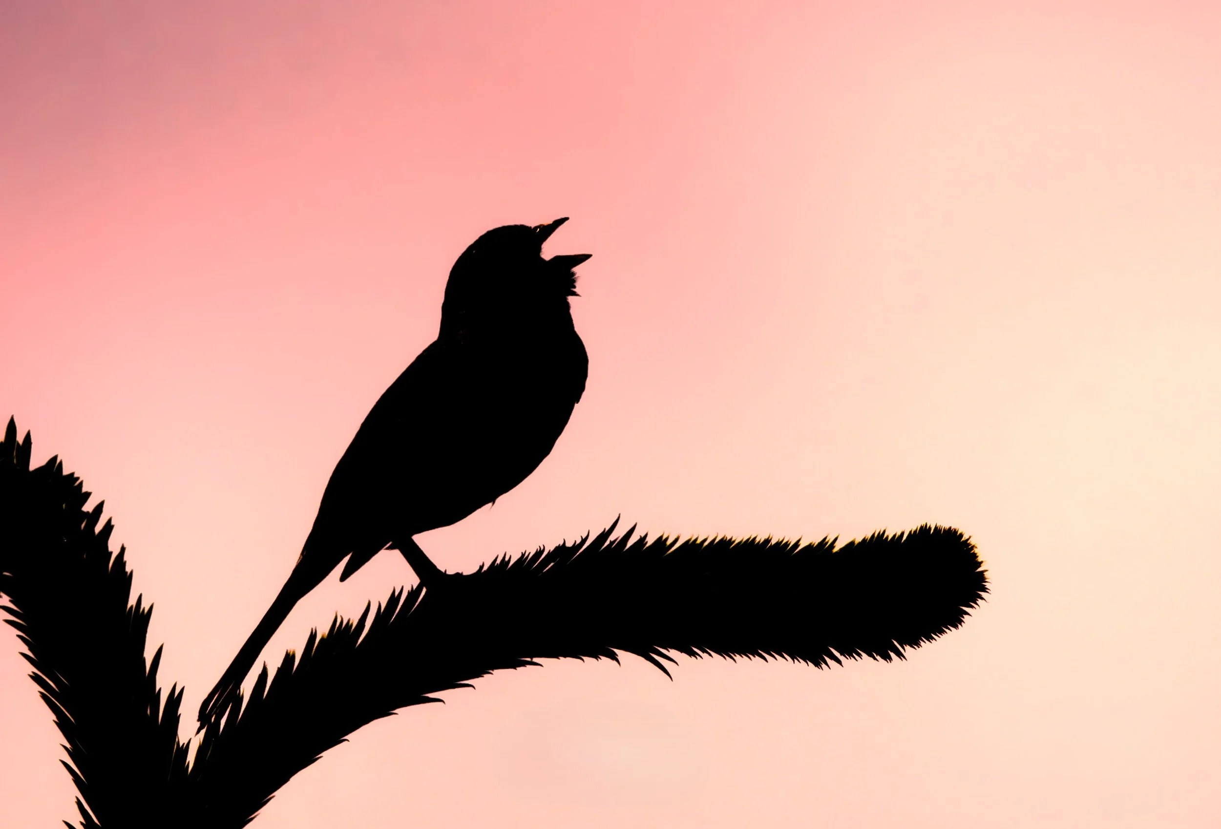Sunrise Song (White-crowned Sparrow)