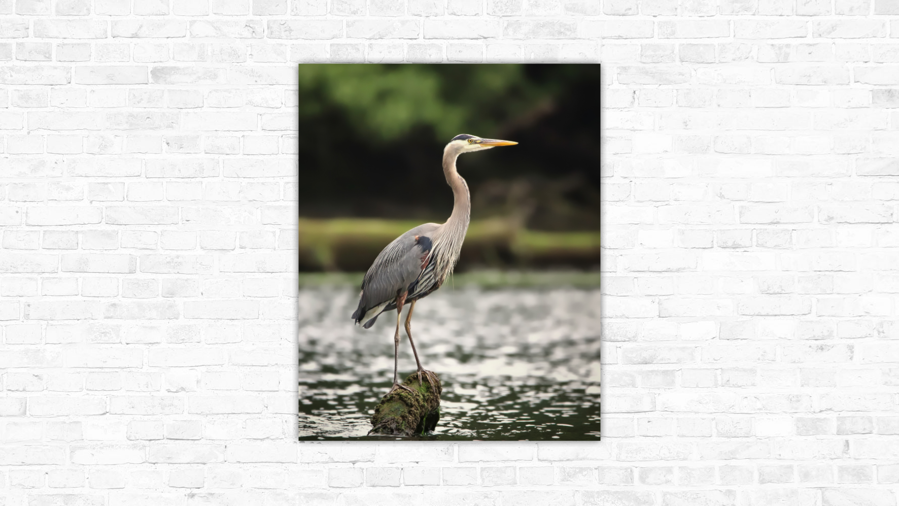 Still Water Watcher (Great Blue Heron)
