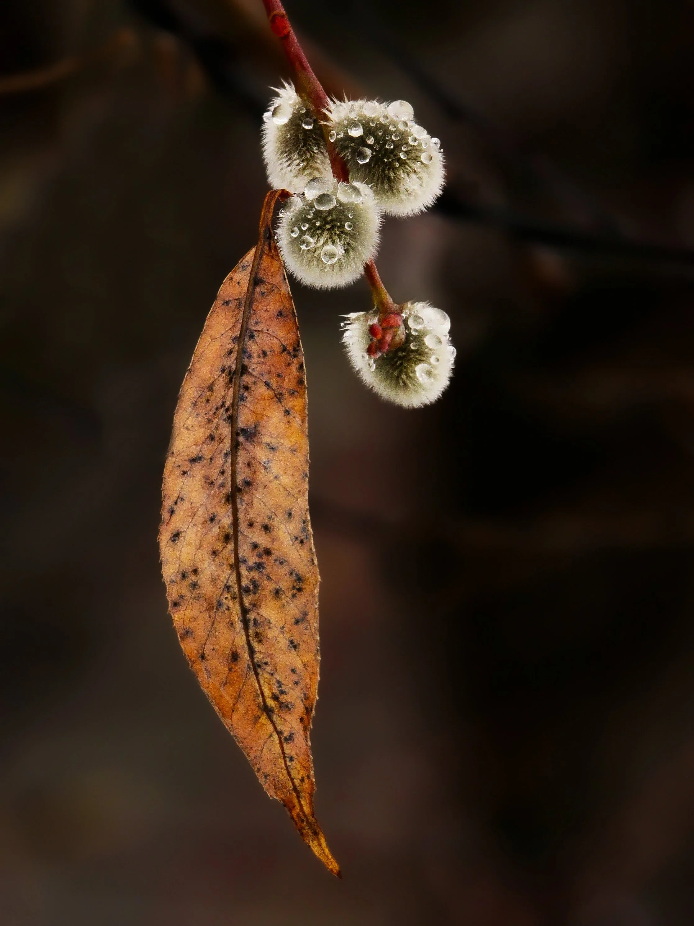 Pussy willow(2)-2.jpg