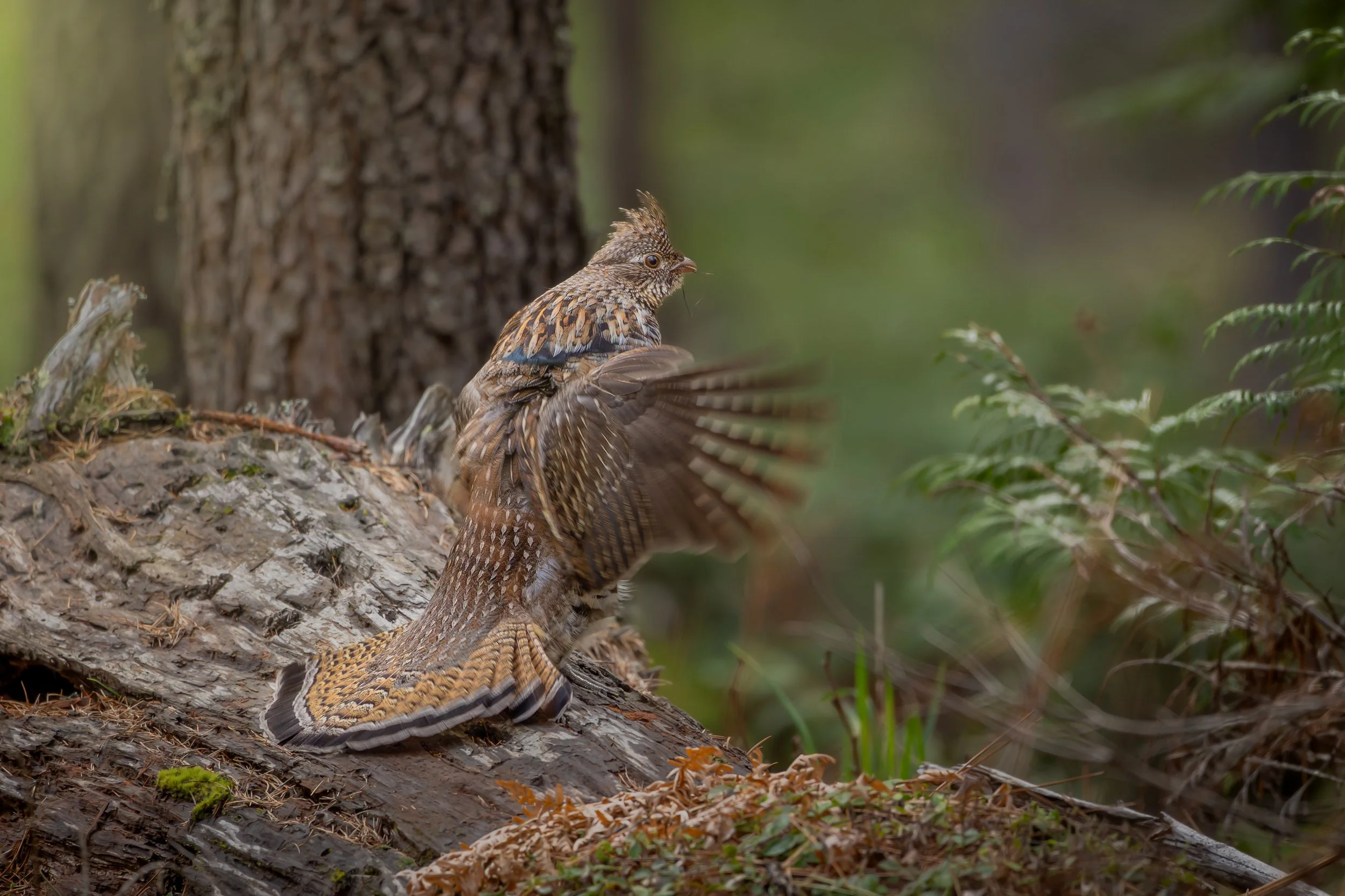 Drummer Boy (Ruffed Grouse drumming)