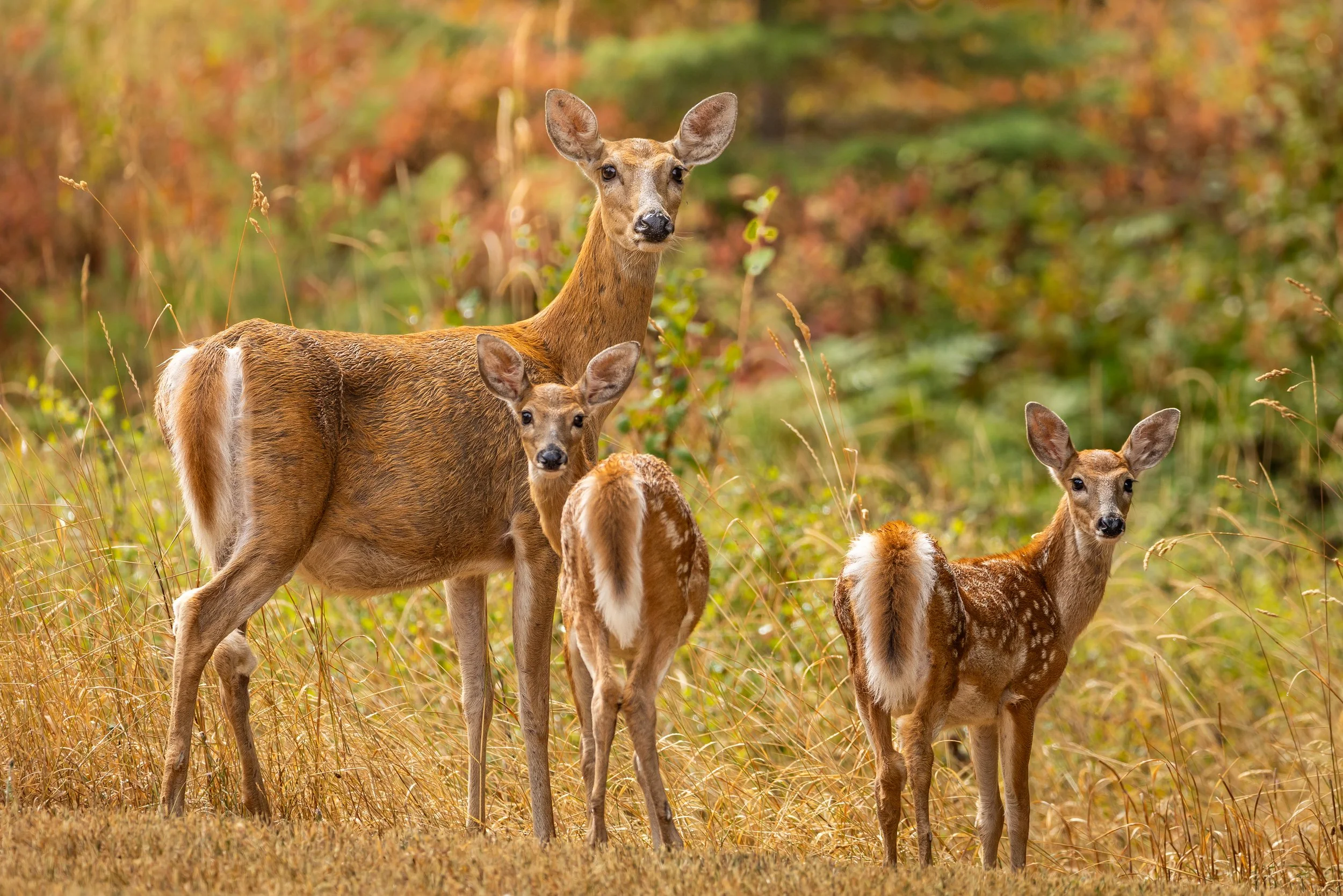 Eyes of the Meadow