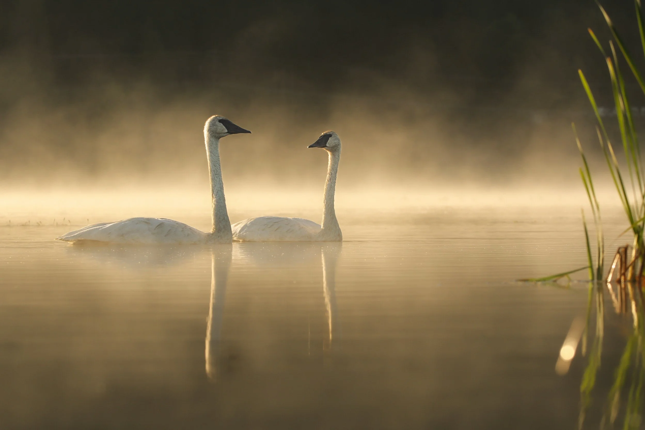 Misty Morning Magic (Trumpeter Swans)