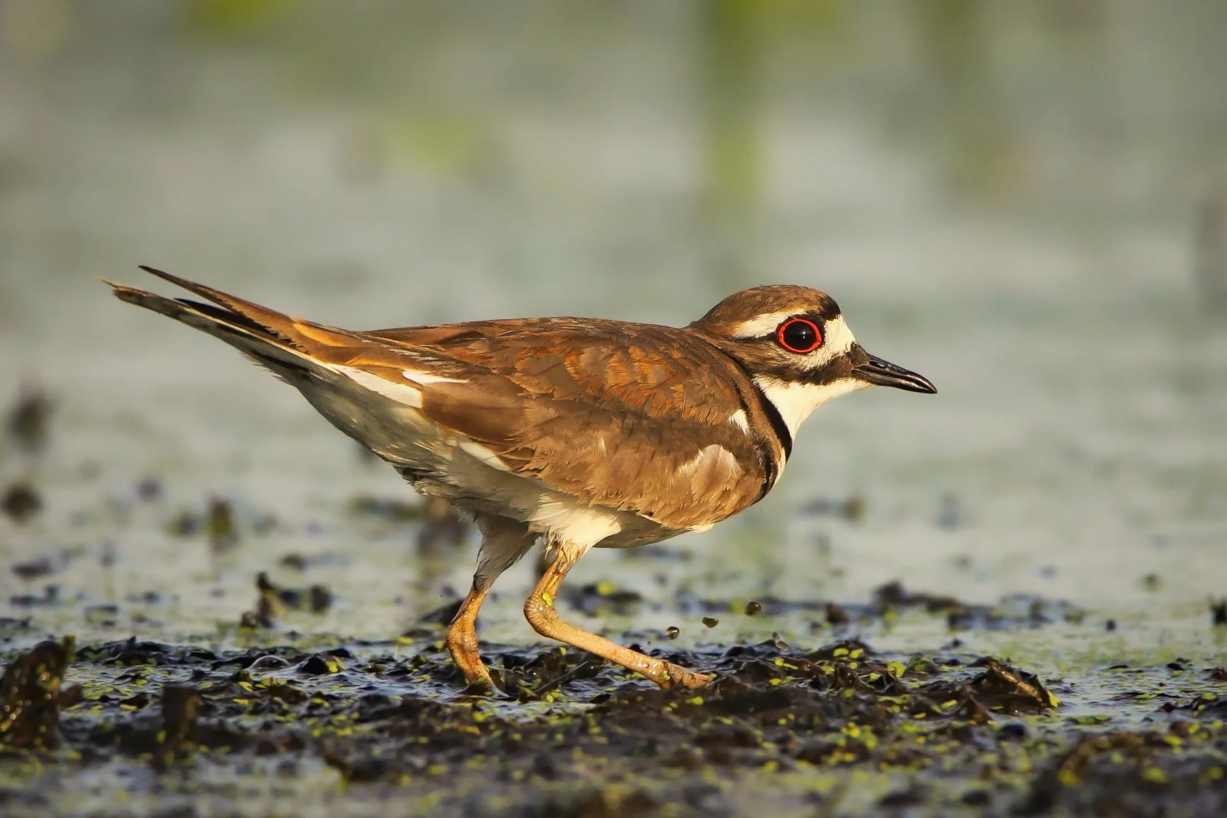 IMG_5125-1 (2)-2-2.jpg