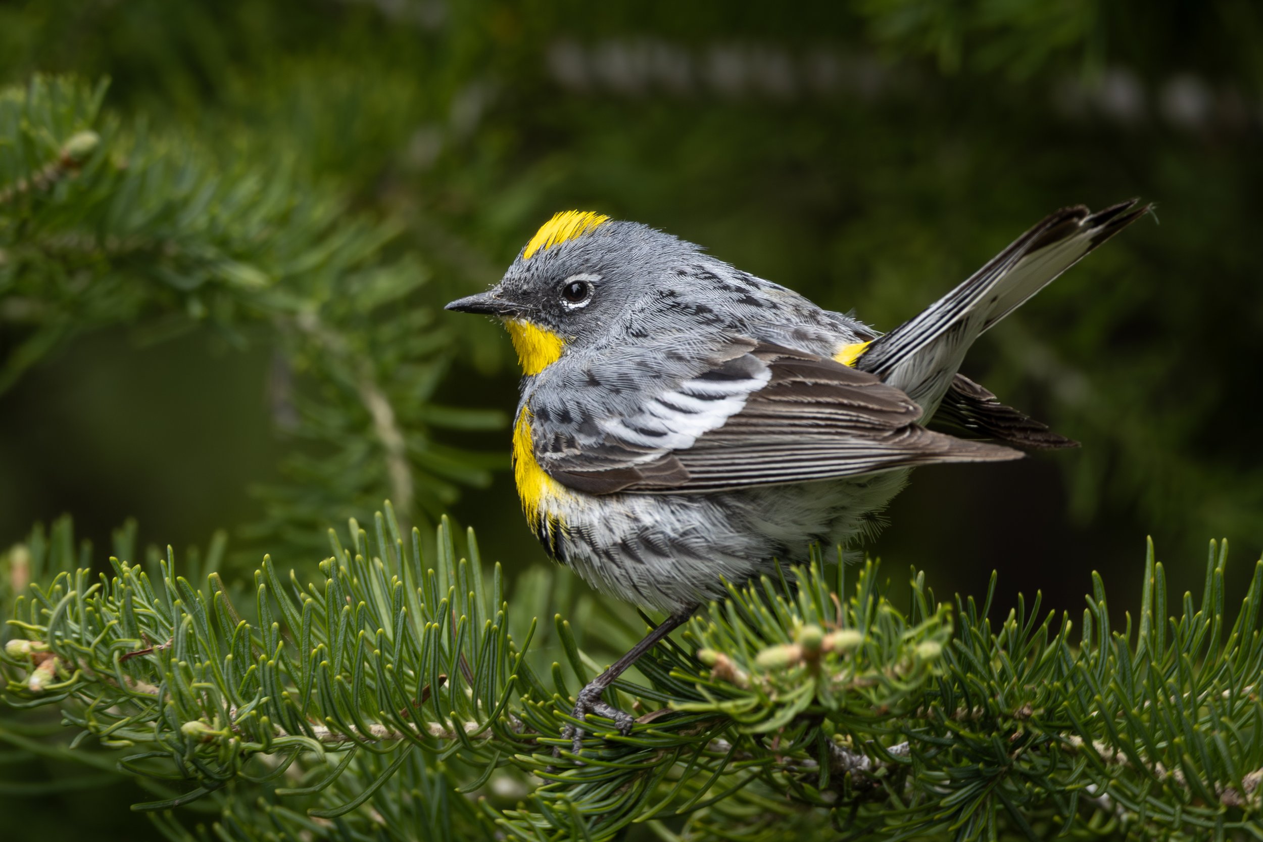 Yellow-rumped Warbler