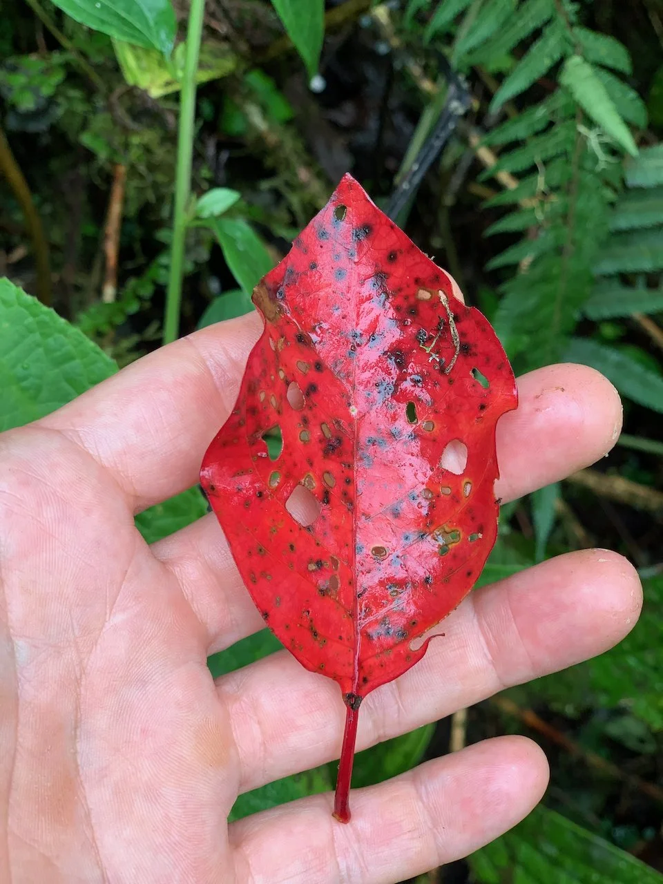 Expedición La Quina. Rastreo del árbol de la quina (Cinchona spp.) en bosque nublado del norte de Perú. Santiago Roose, Leyda Rimarachín, Marisabel Villagómez, Claudia Coca y Maxim Holland, 2021