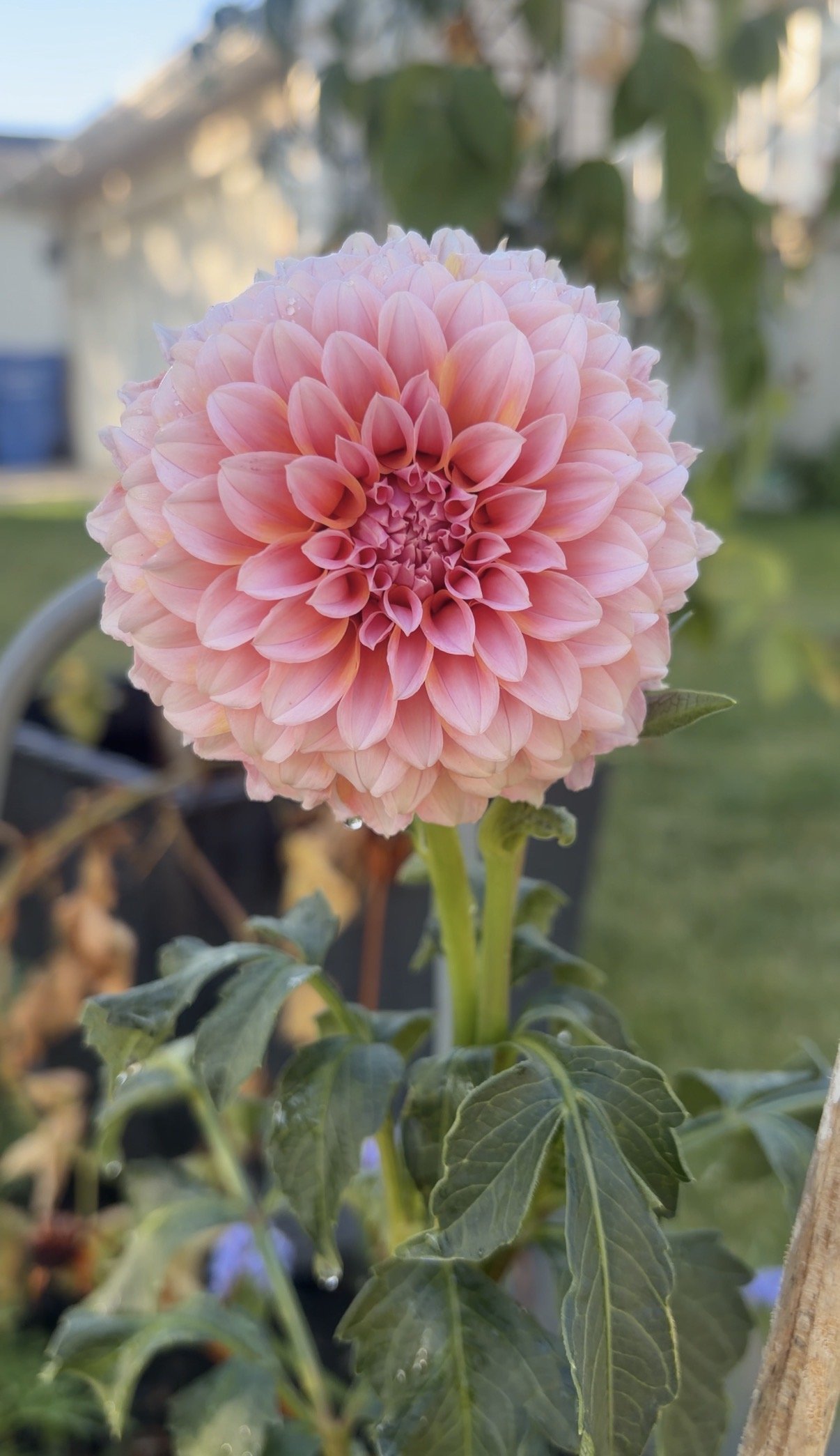 Coming soon! Dahlia Tubers/Rooted Cuttings