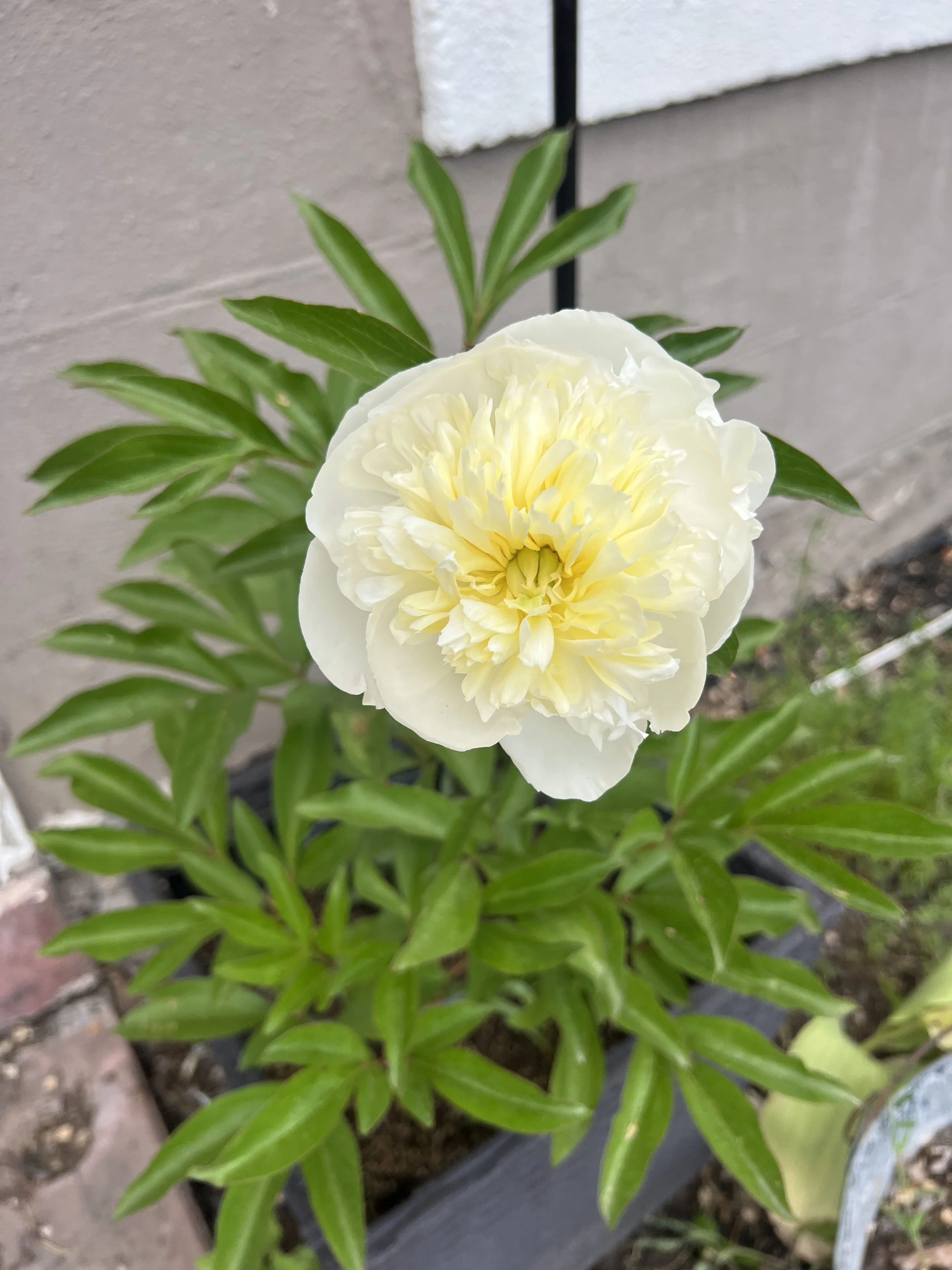 IMG_1413.jpeg