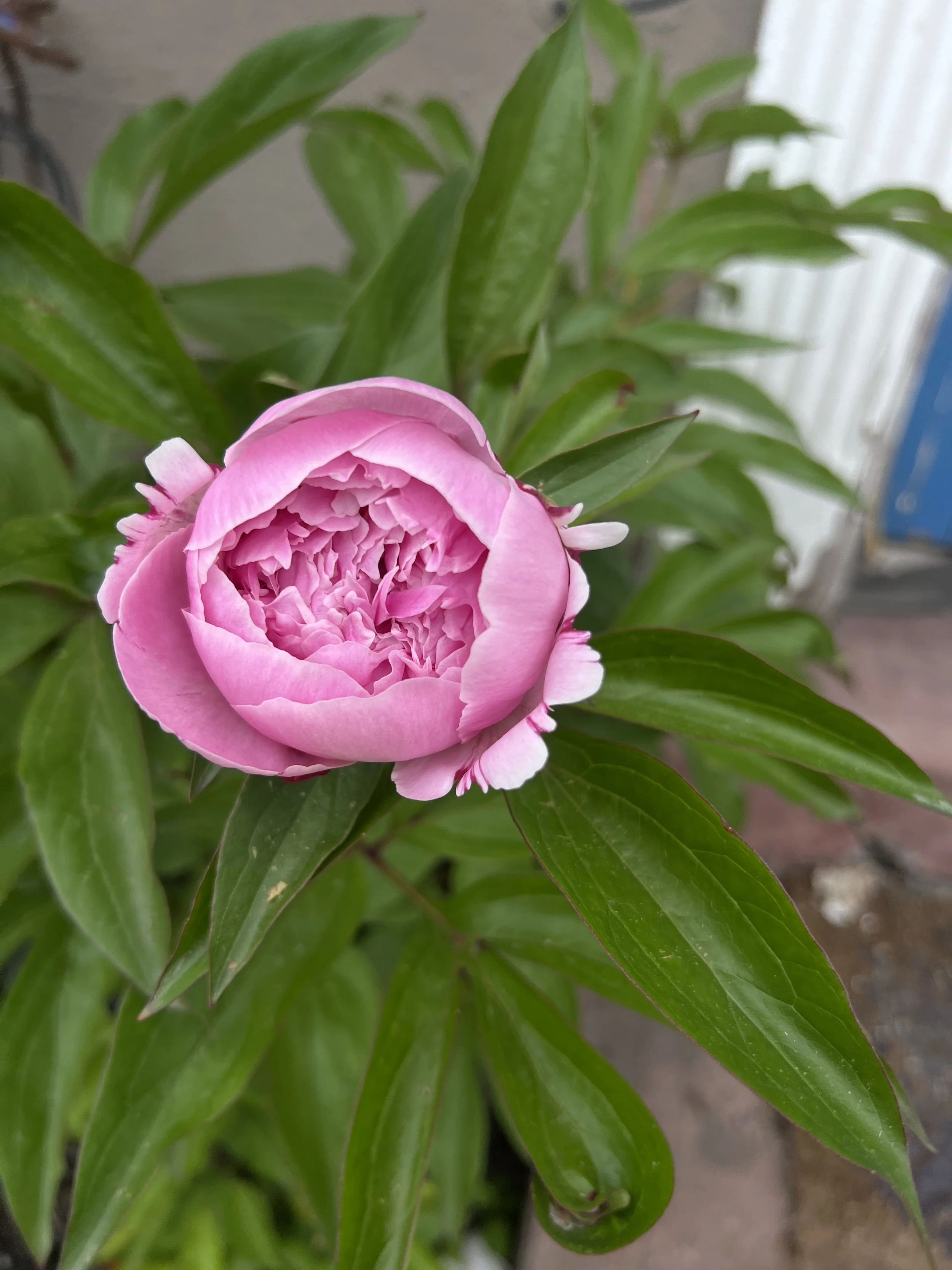 IMG_1404.jpeg