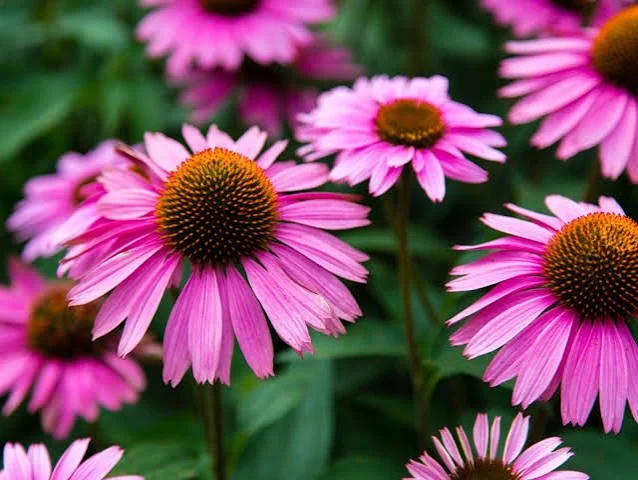 purpleconeflower.jpeg