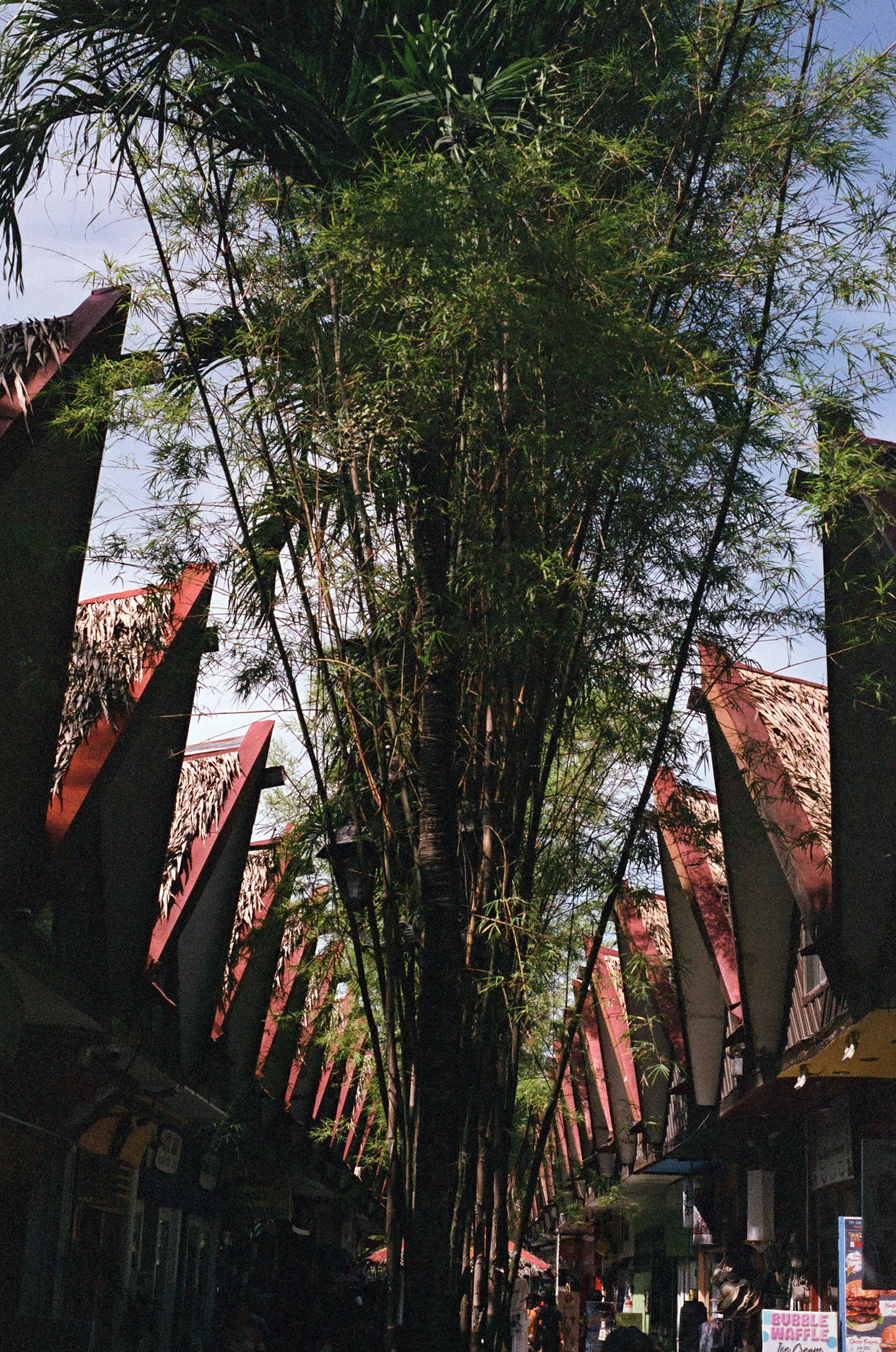 Tall tree in the middle of a shopping street, with shops on either side with red and beige awnings and signs, and people walking around. The sky is partly cloudy.