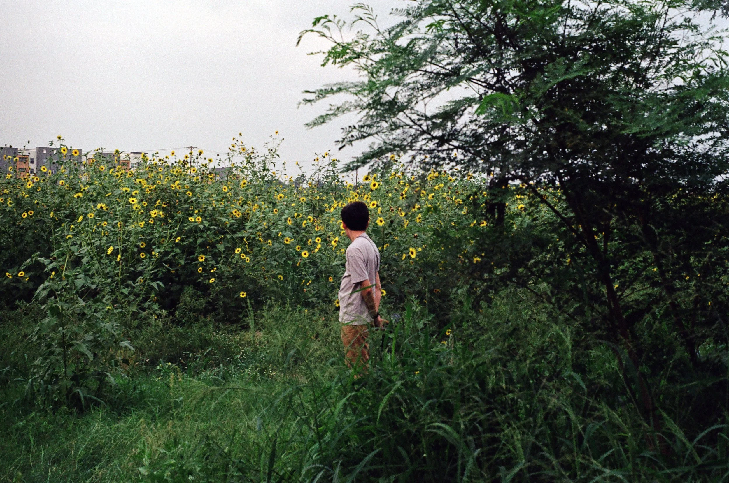 A man standing in front of a sunflower field with tall grass and trees nearby, facing away and holding an item in his right hand.