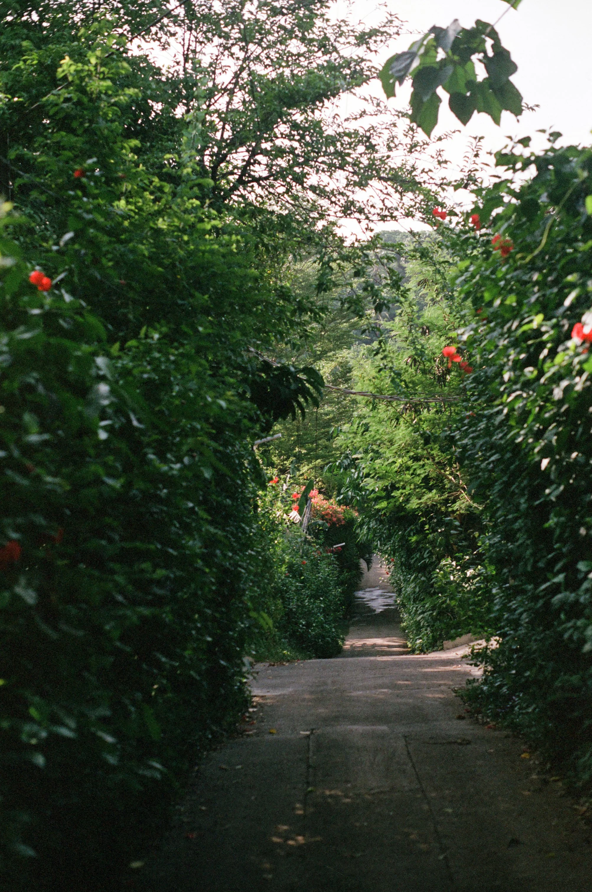 A narrow sidewalk surrounded by lush green bushes and trees, with sunlight filtering through the leaves.
