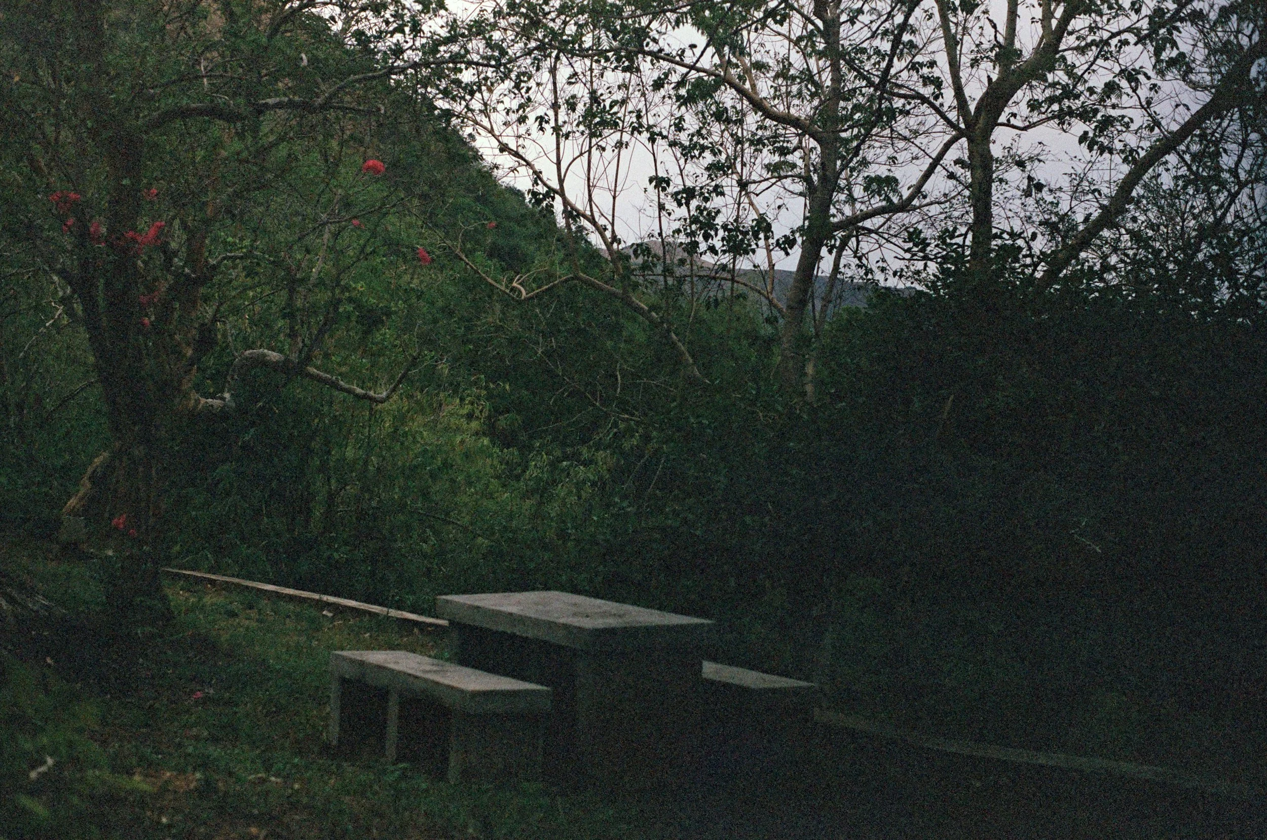 A picnic table and benches in a wooded outdoor area at dusk, surrounded by trees and foliage.
