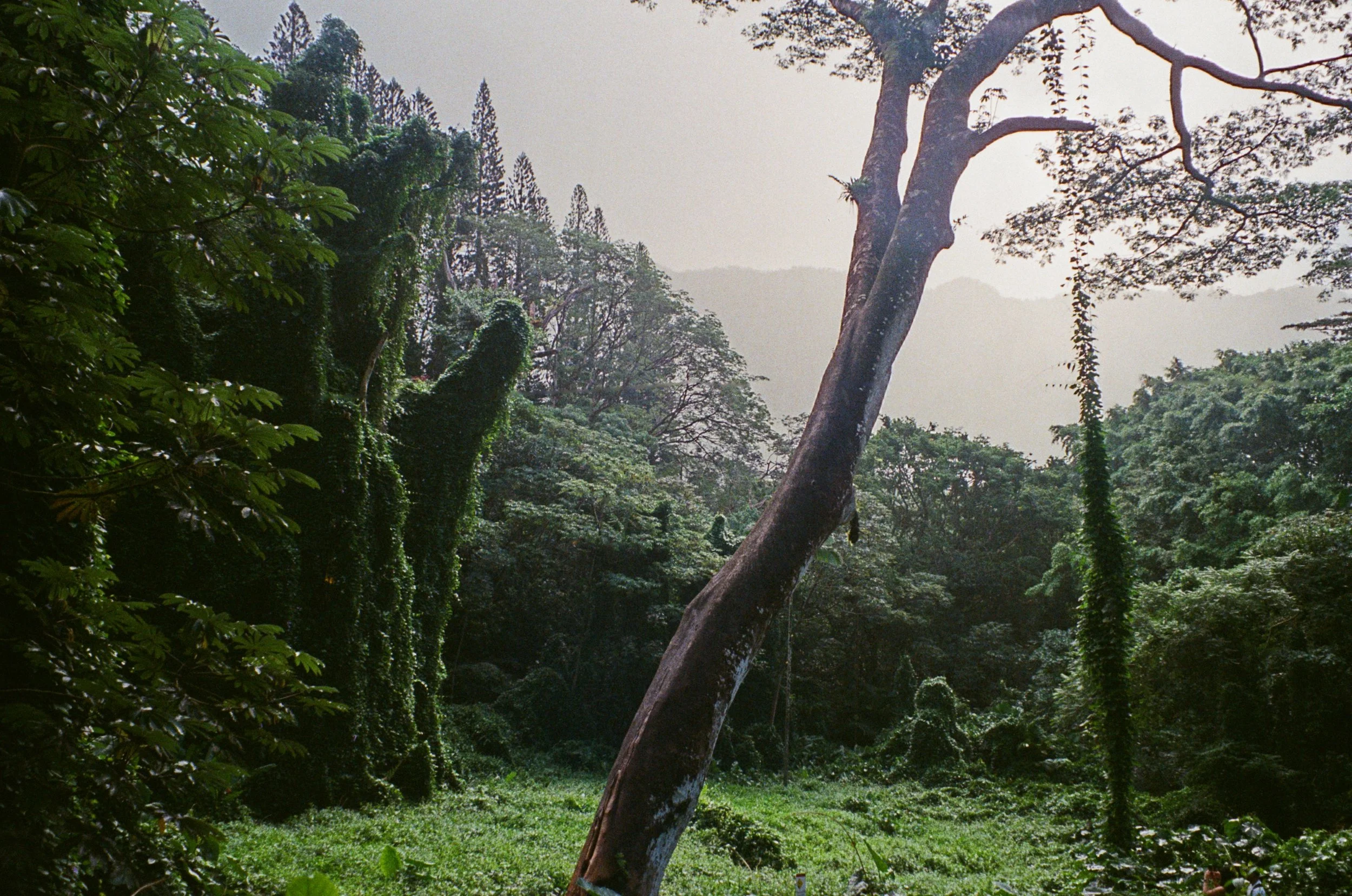 Lush tropical rainforest with dense green foliage, tall trees, moss-covered branches, and vines hanging from trees.
