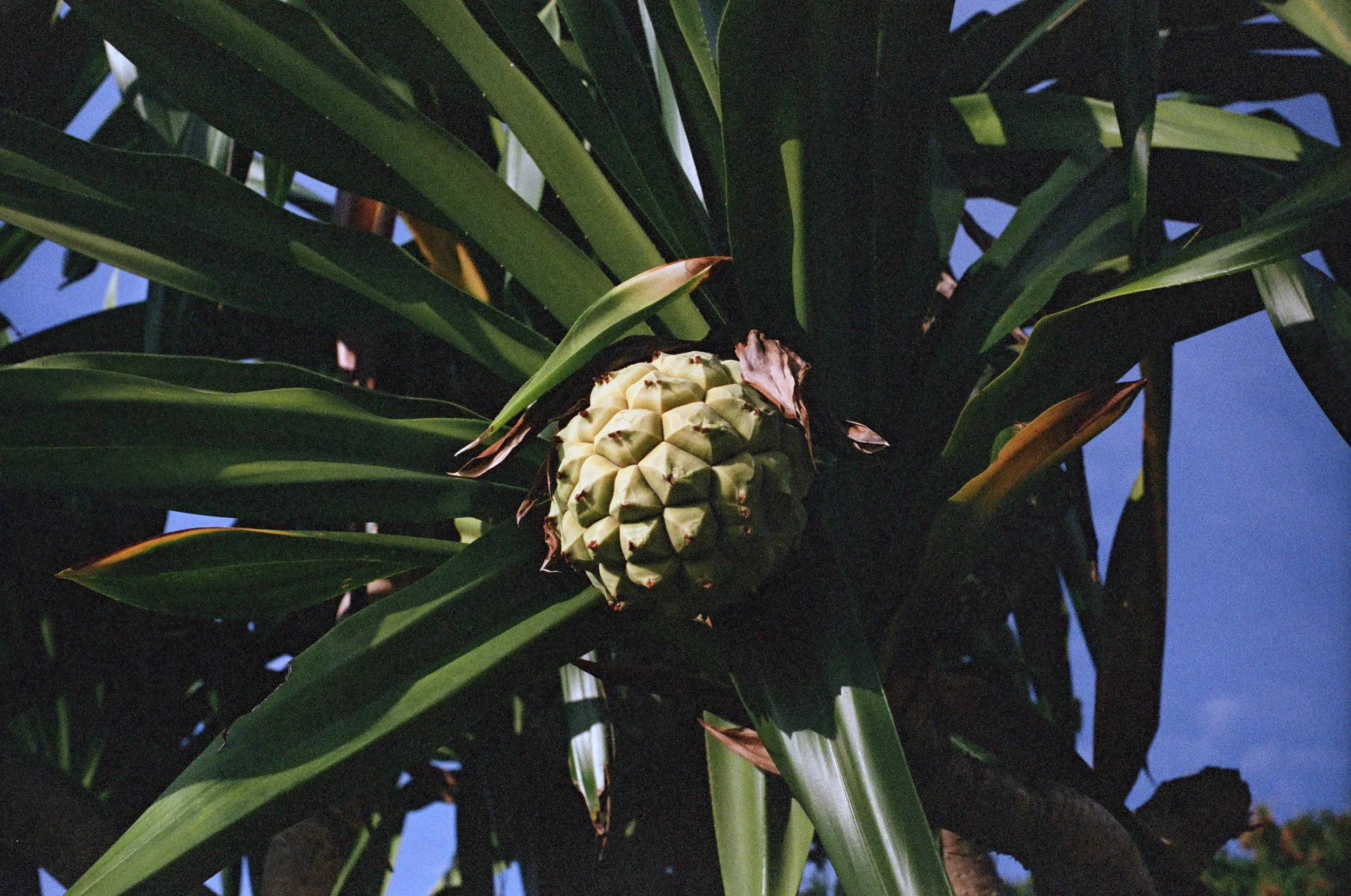 Un piña de piña en una planta, rodeada de hojas largas y verdes, con un cielo azul en el fondo.