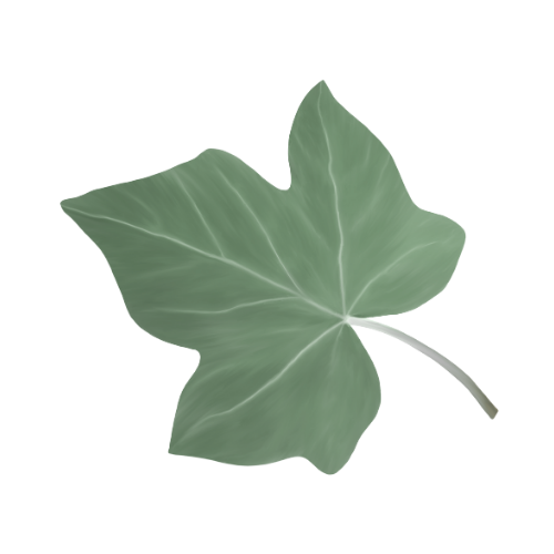 A large green leaf with prominent veins, isolated on a transparent background.