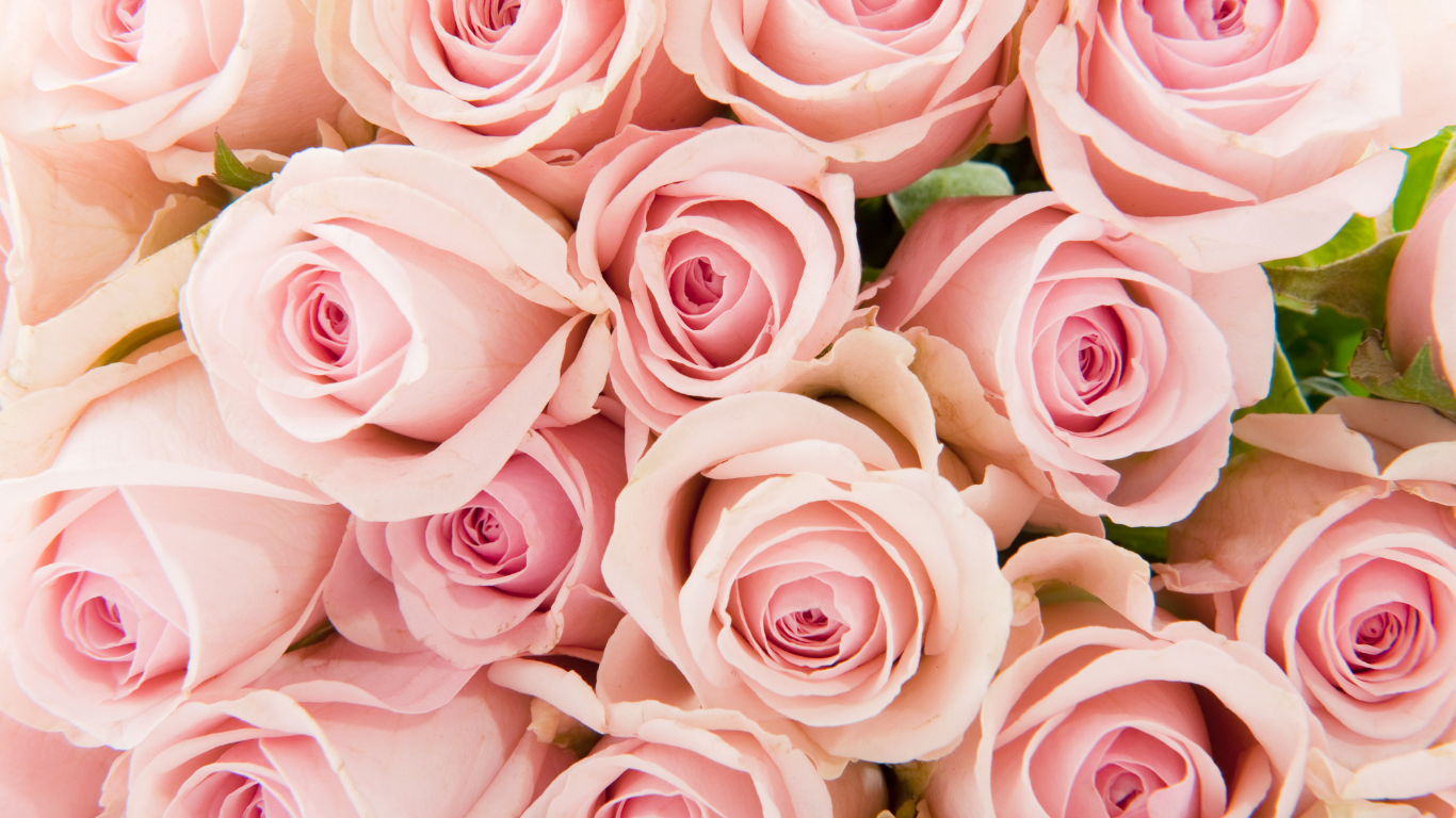 Close-up of a bouquet of light pink roses with green leaves.