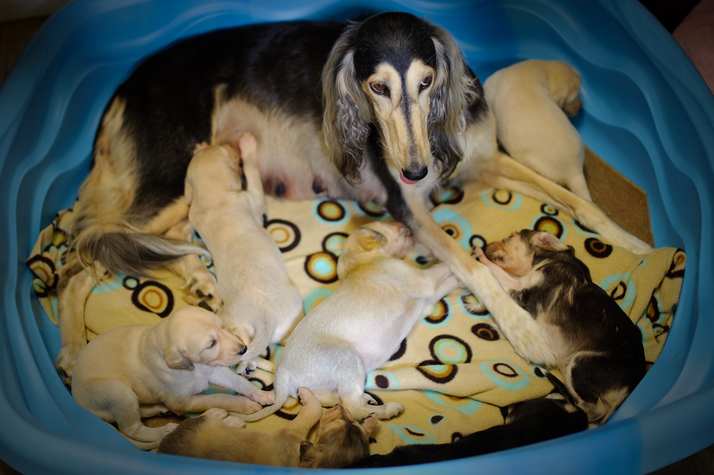 Mom w pups.jpg