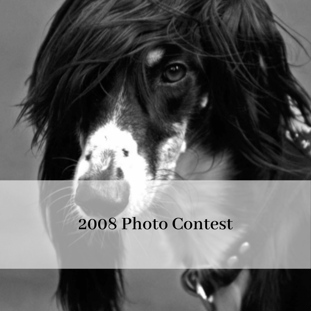 2019 saluki club of canada national specialty-13.png
