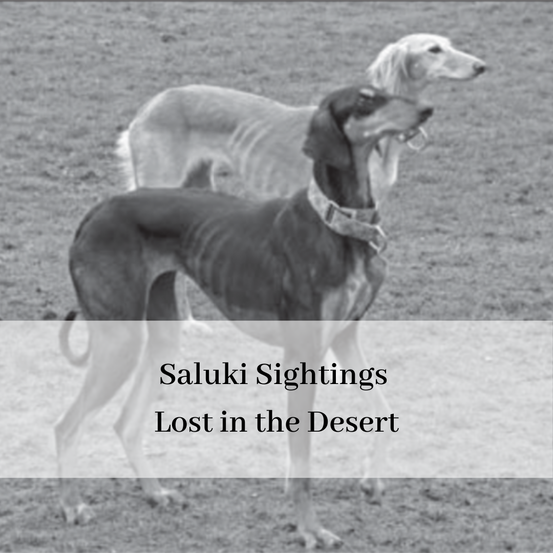 2019 saluki club of canada national specialty-14.png