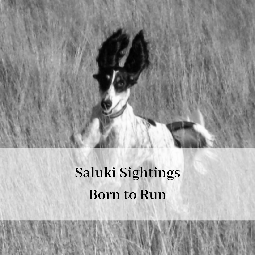 2019 saluki club of canada national specialty-16.png