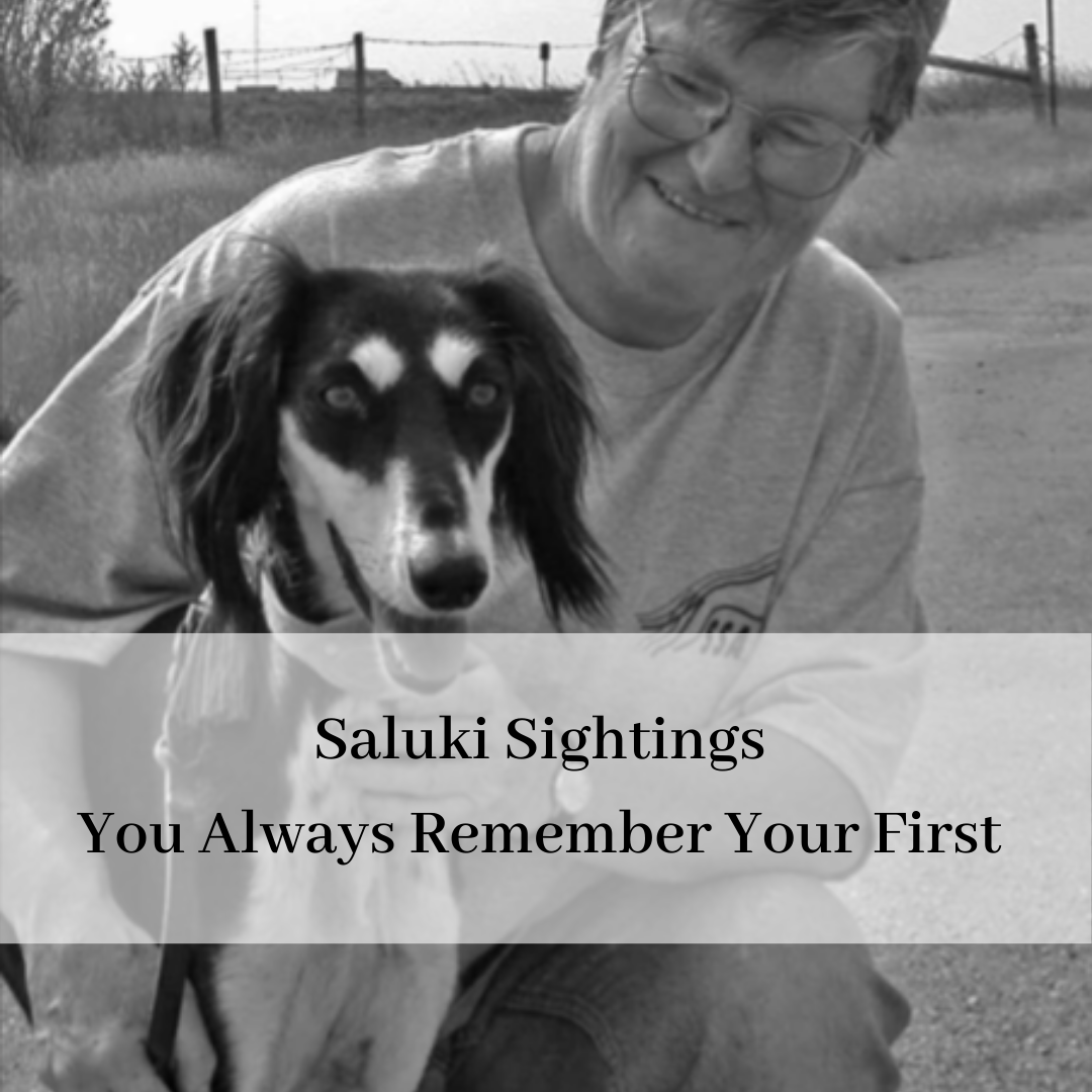 2019 saluki club of canada national specialty-15.png