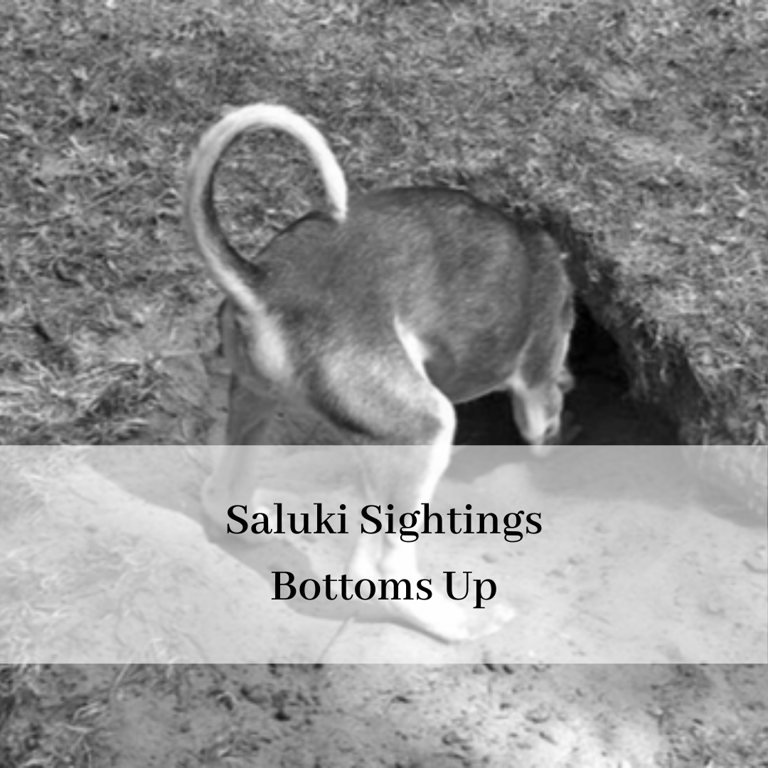 2019 saluki club of canada national specialty-17.png