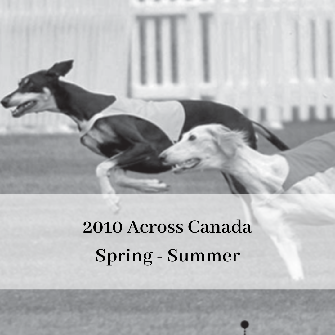 2019 saluki club of canada national specialty-15.png