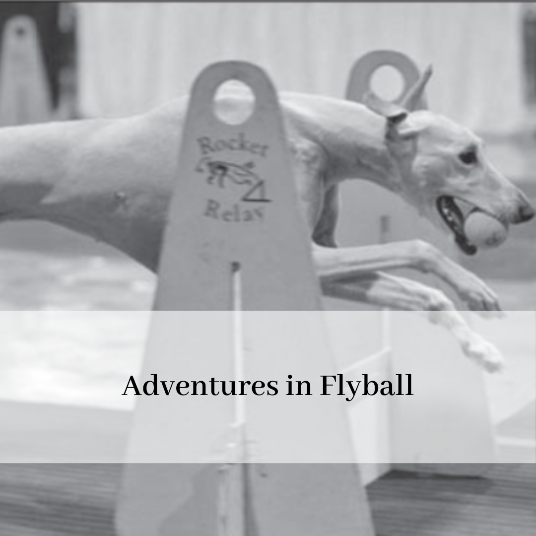 2019 saluki club of canada national specialty-16.png