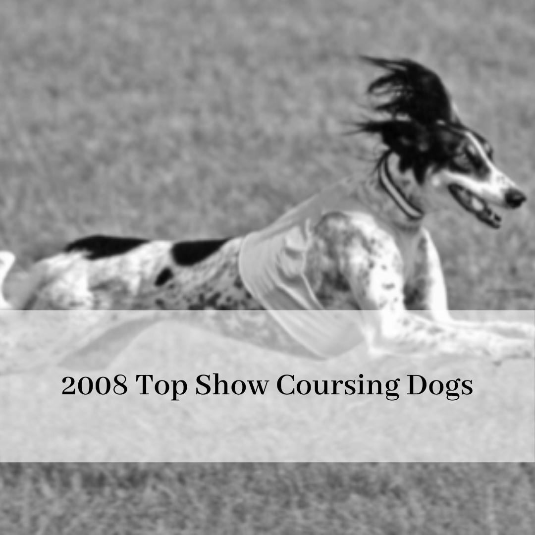 2019 saluki club of canada national specialty-14.png