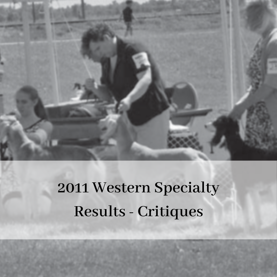 2019 saluki club of canada national specialty-14.png