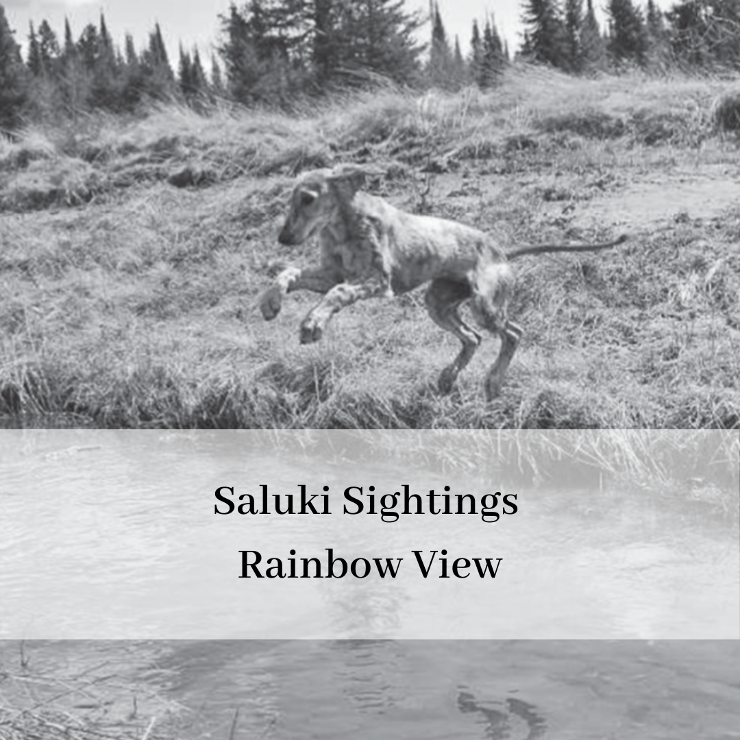 2019 saluki club of canada national specialty-18.png