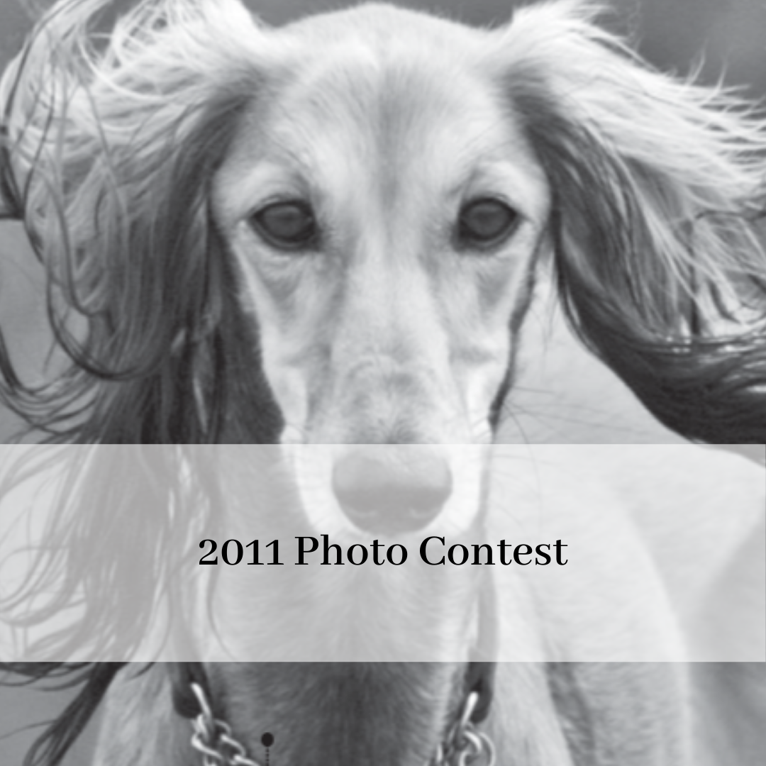 2019 saluki club of canada national specialty-13.png