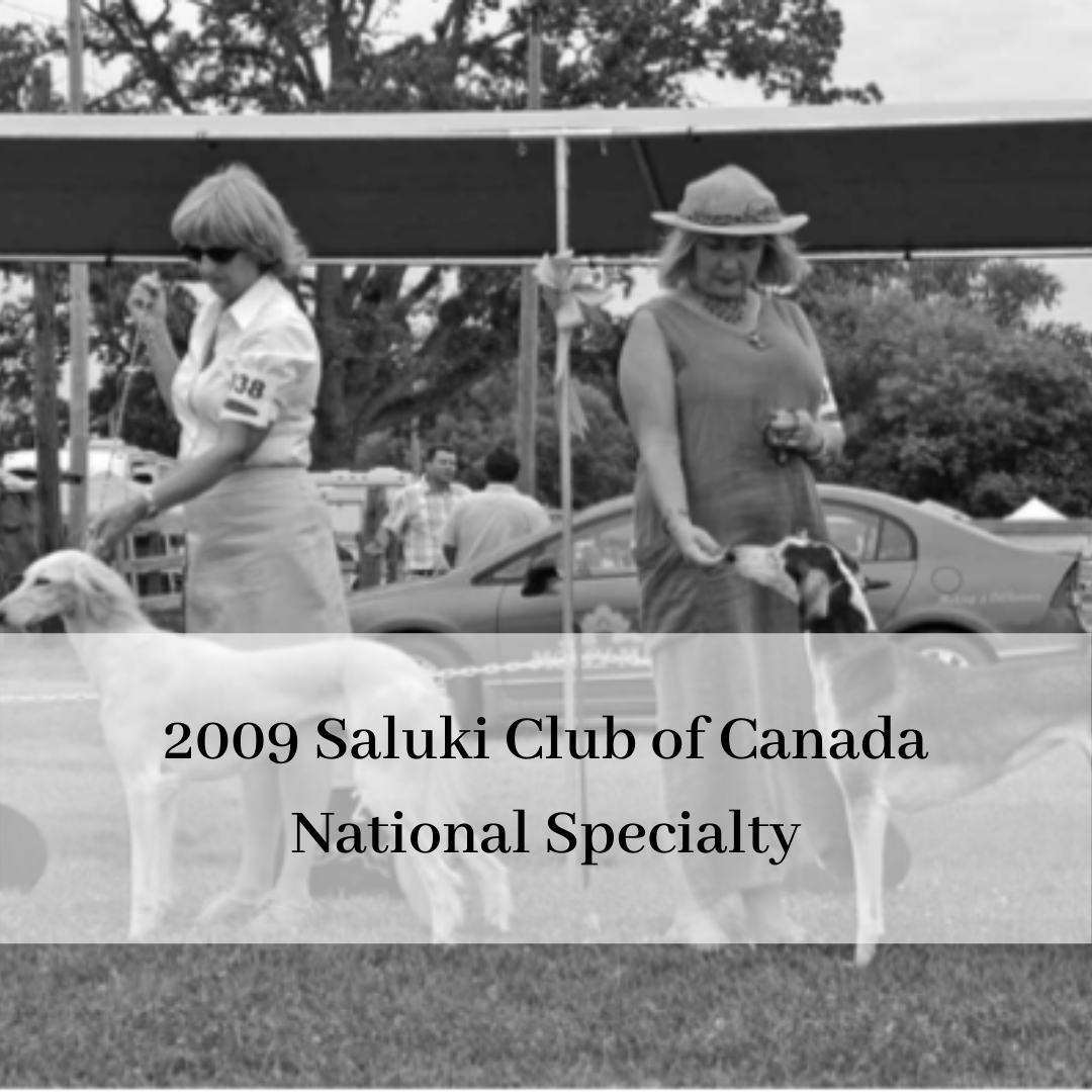 2019 saluki club of canada national specialty-15.png