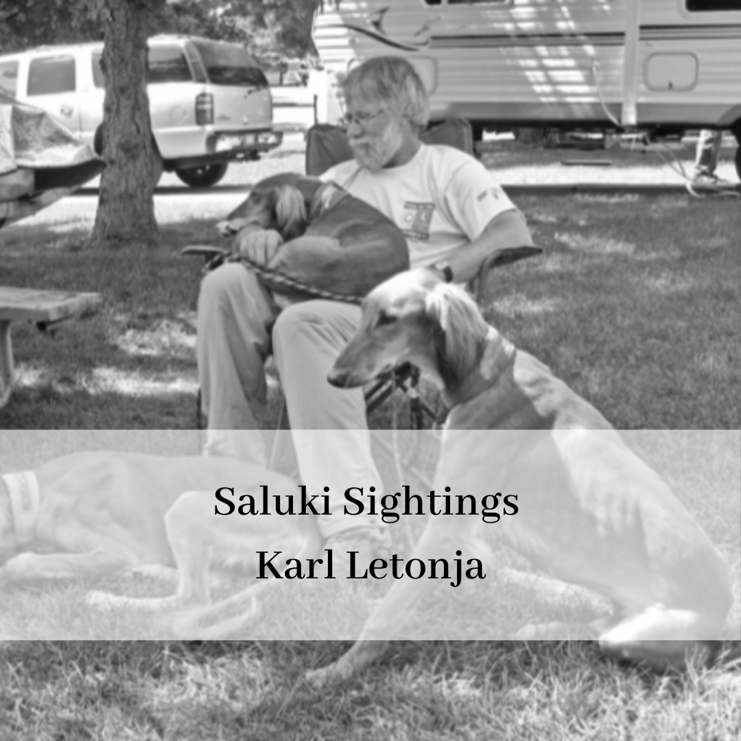 2019 saluki club of canada national specialty-13.png