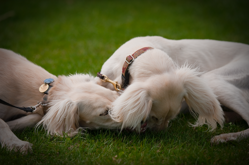 Screen Shot 2019-10-05 at 2.26.32 PM.png