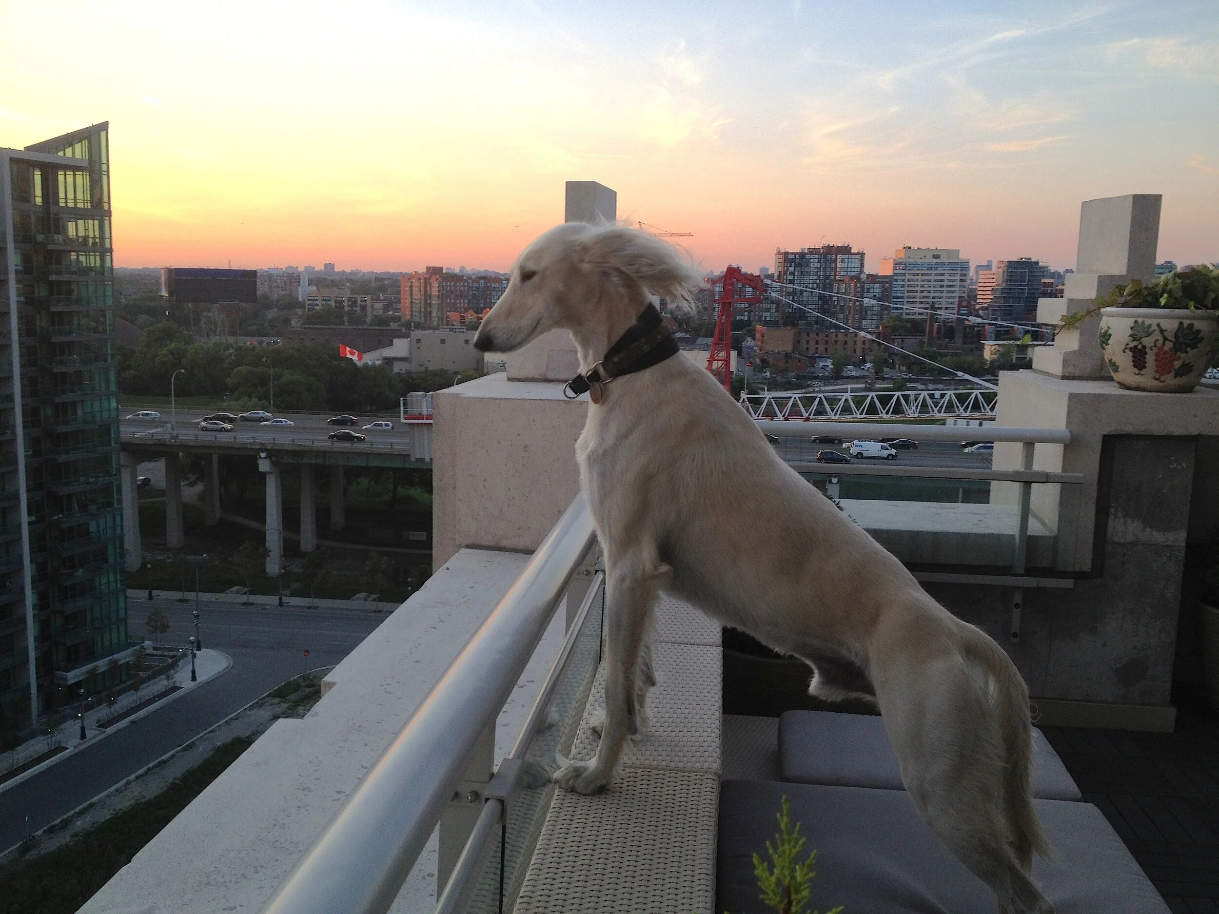 Ico the terrace at dusk.JPG