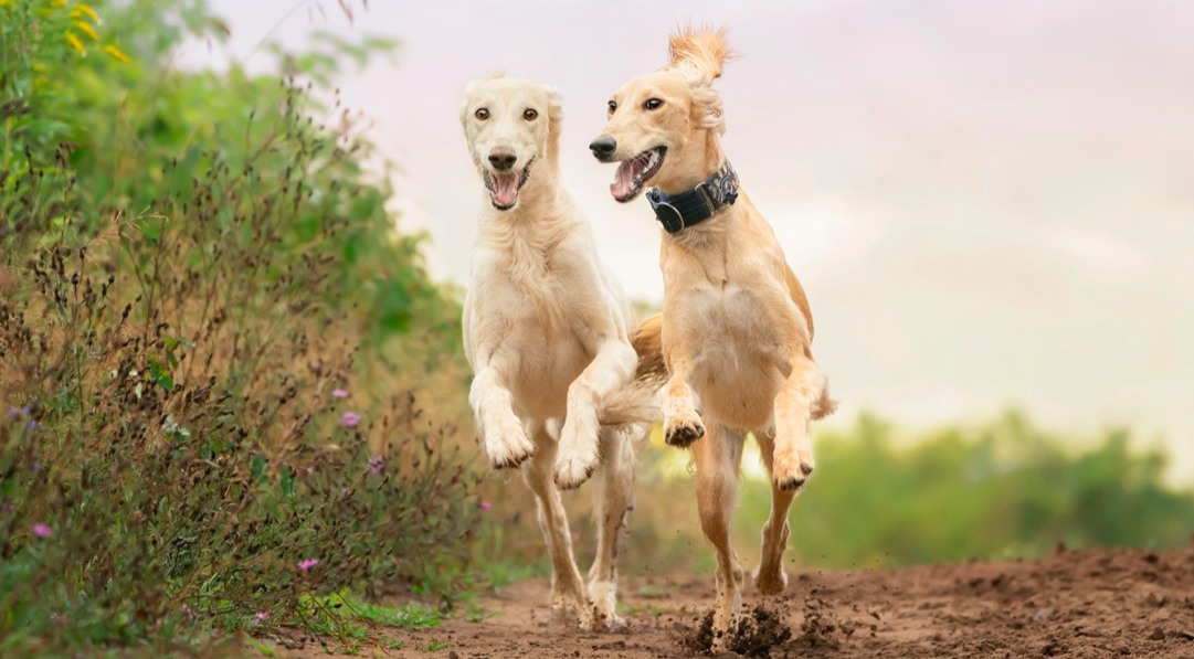 Screen Shot 2019-09-30 at 2.40.54 PM.png