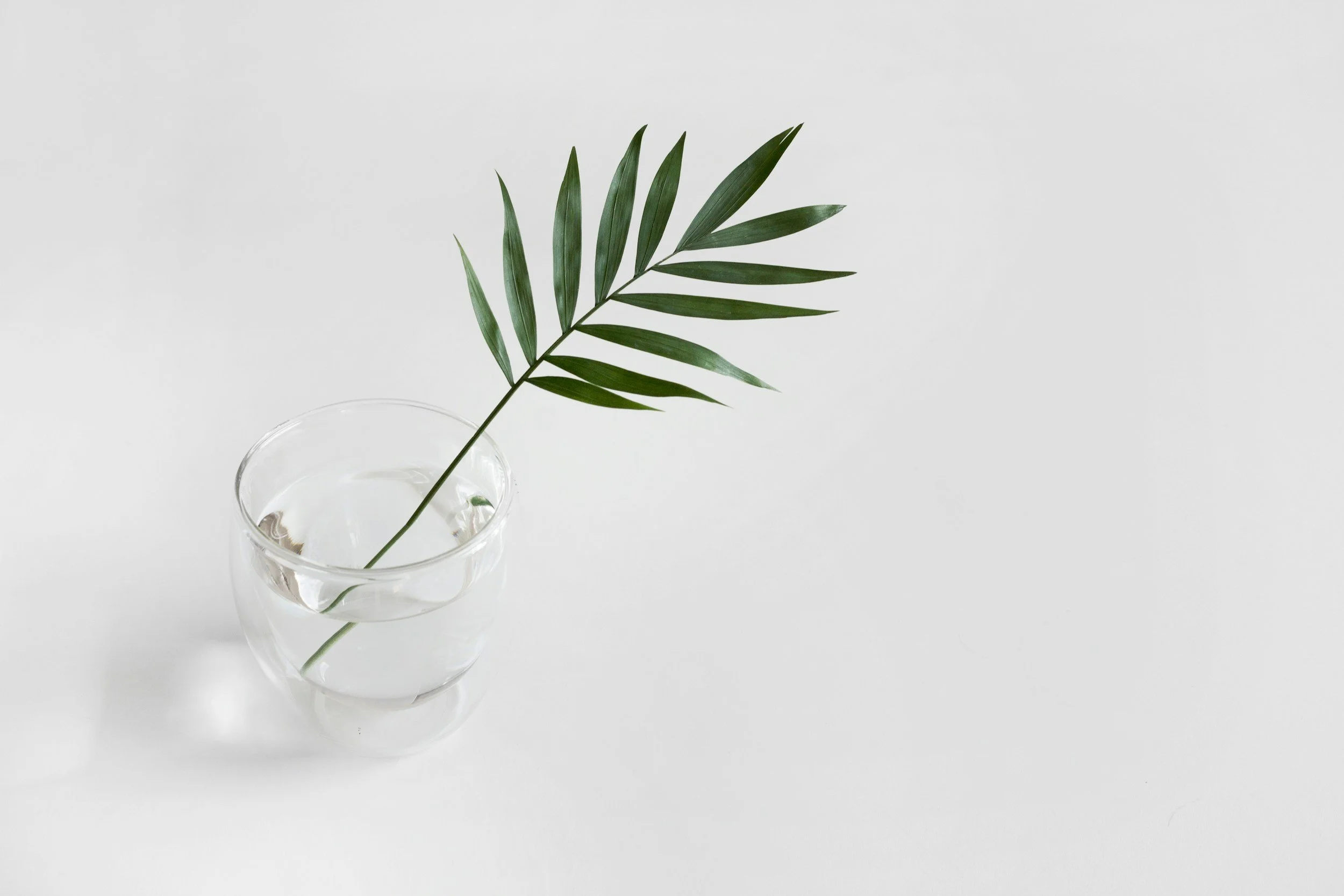 Minimalist plant in water symbolizing balance, restoration, and gentle support through acupuncture and wellness care.