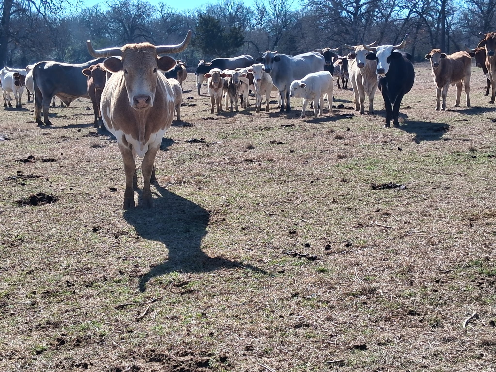 Cattle Management
