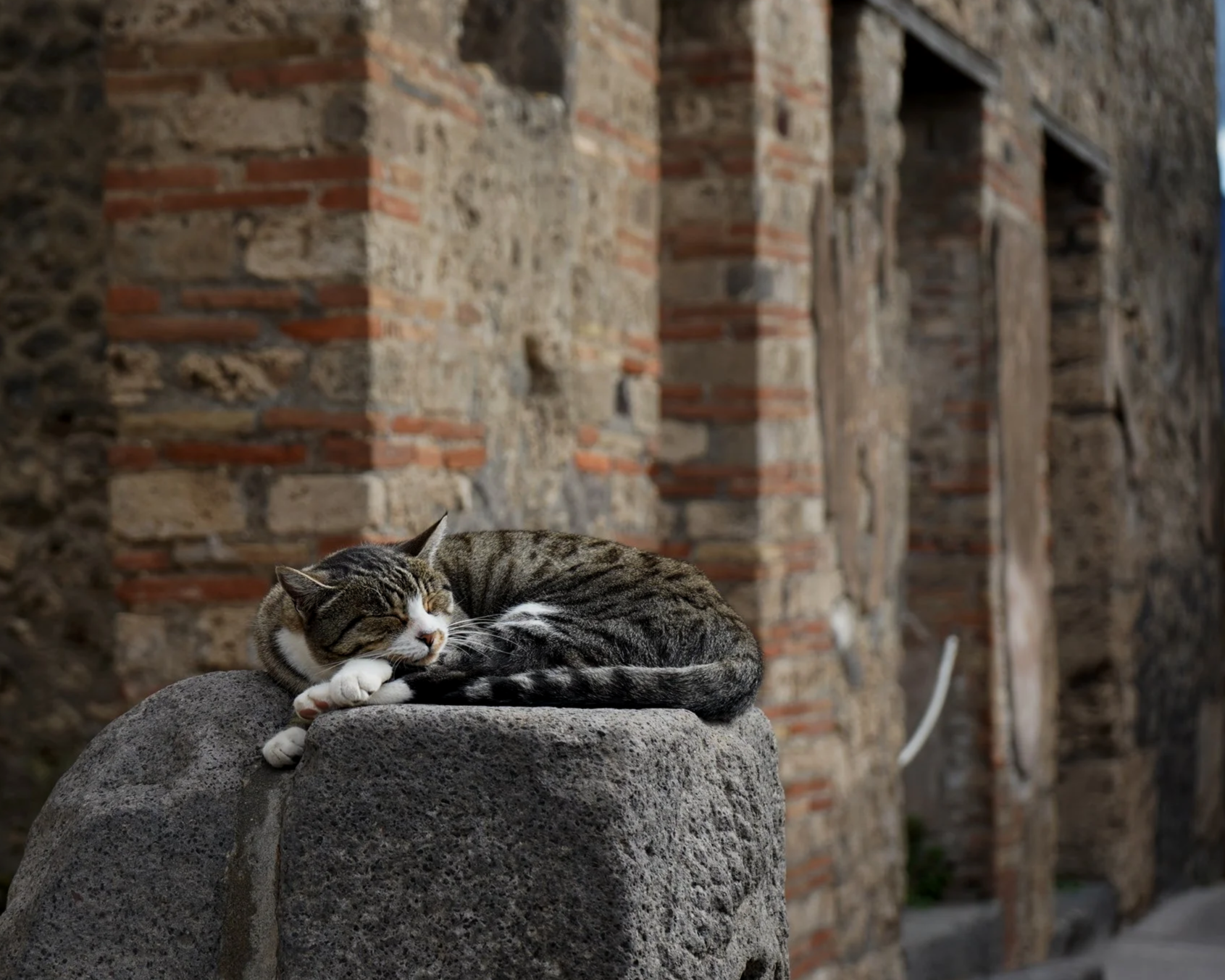 A tabby cat sleeping curled on a stone ledge in front of a rustic brick and stone wall.