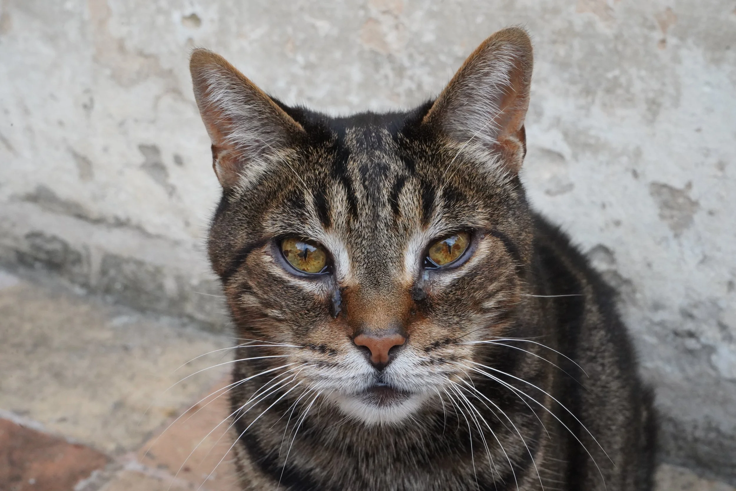 Close-up of a tabby cat with yellow eyes, sitting against a textured concrete wall.